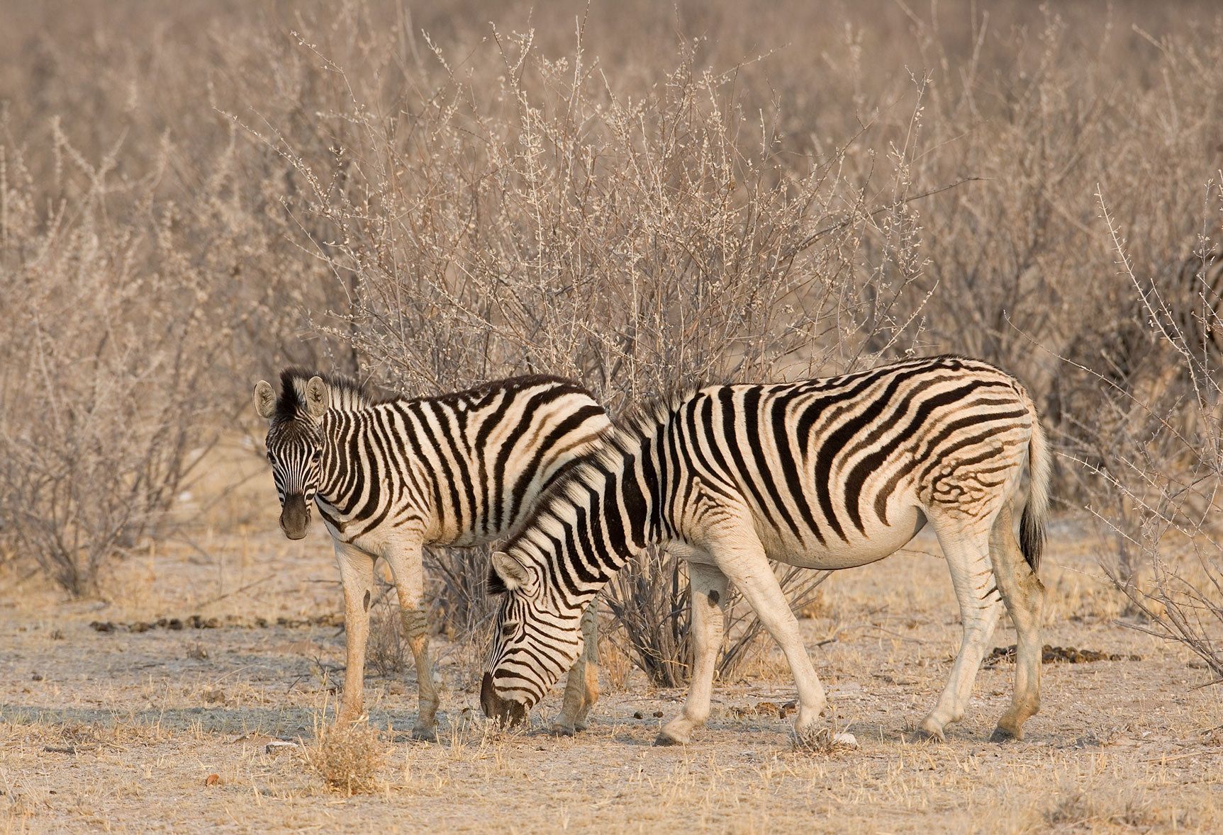 Plains Zebra, (Equus burchelli). Etosha National Park, Namibia. Plains Zebra.
