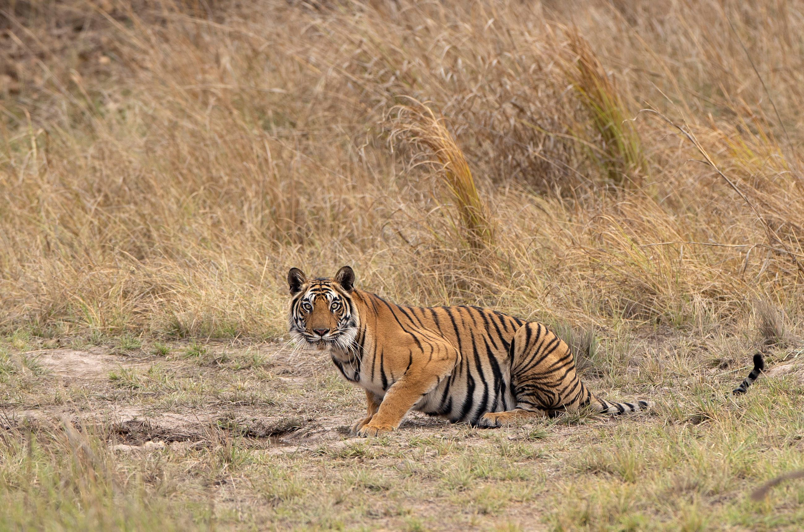 Bengal tiger (Panthera tigris) Bandhavgarh National Park, INDIA BENGAL TIGER