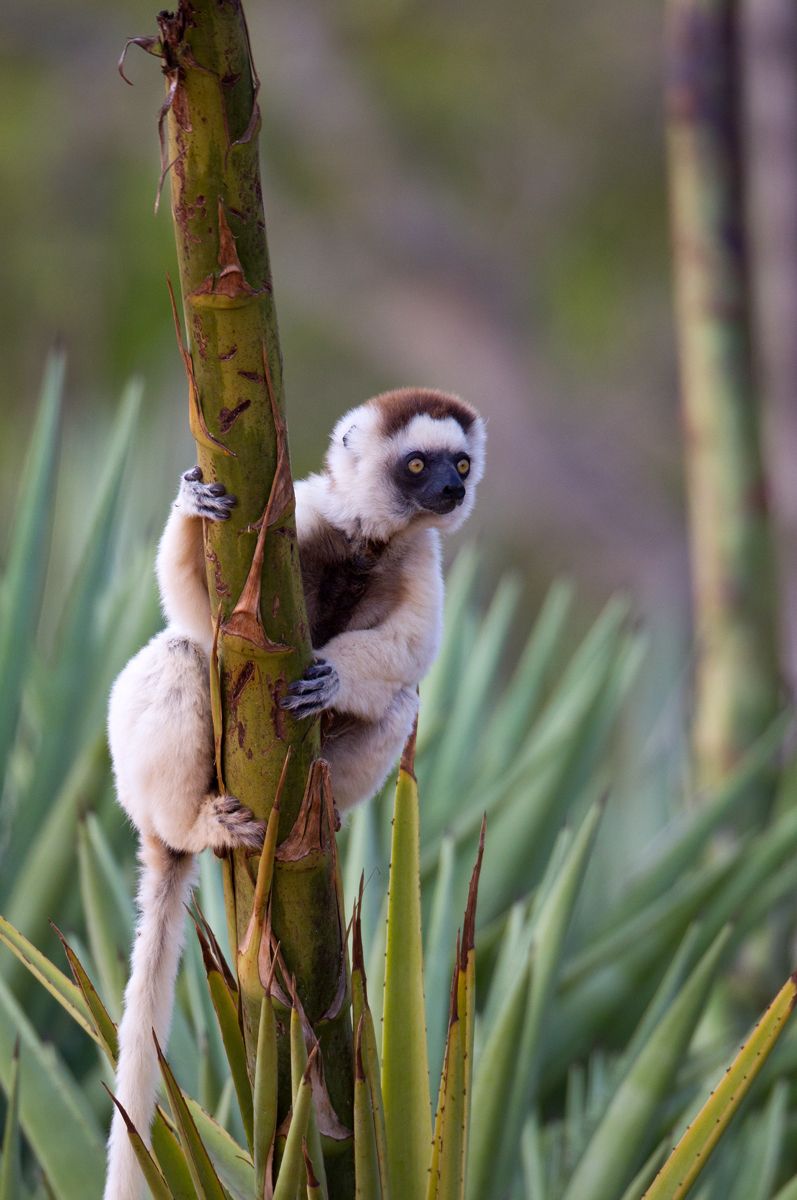 1sifaka_tree
