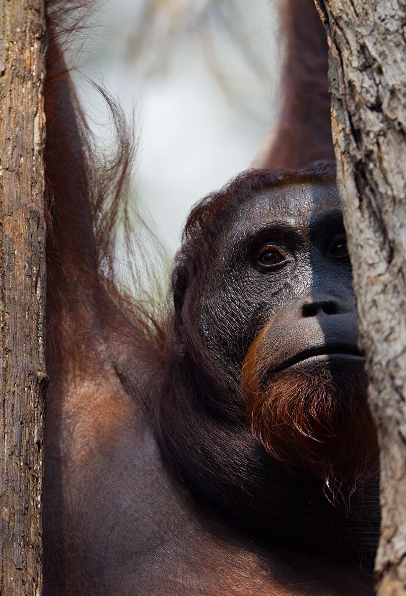 1orangutan3