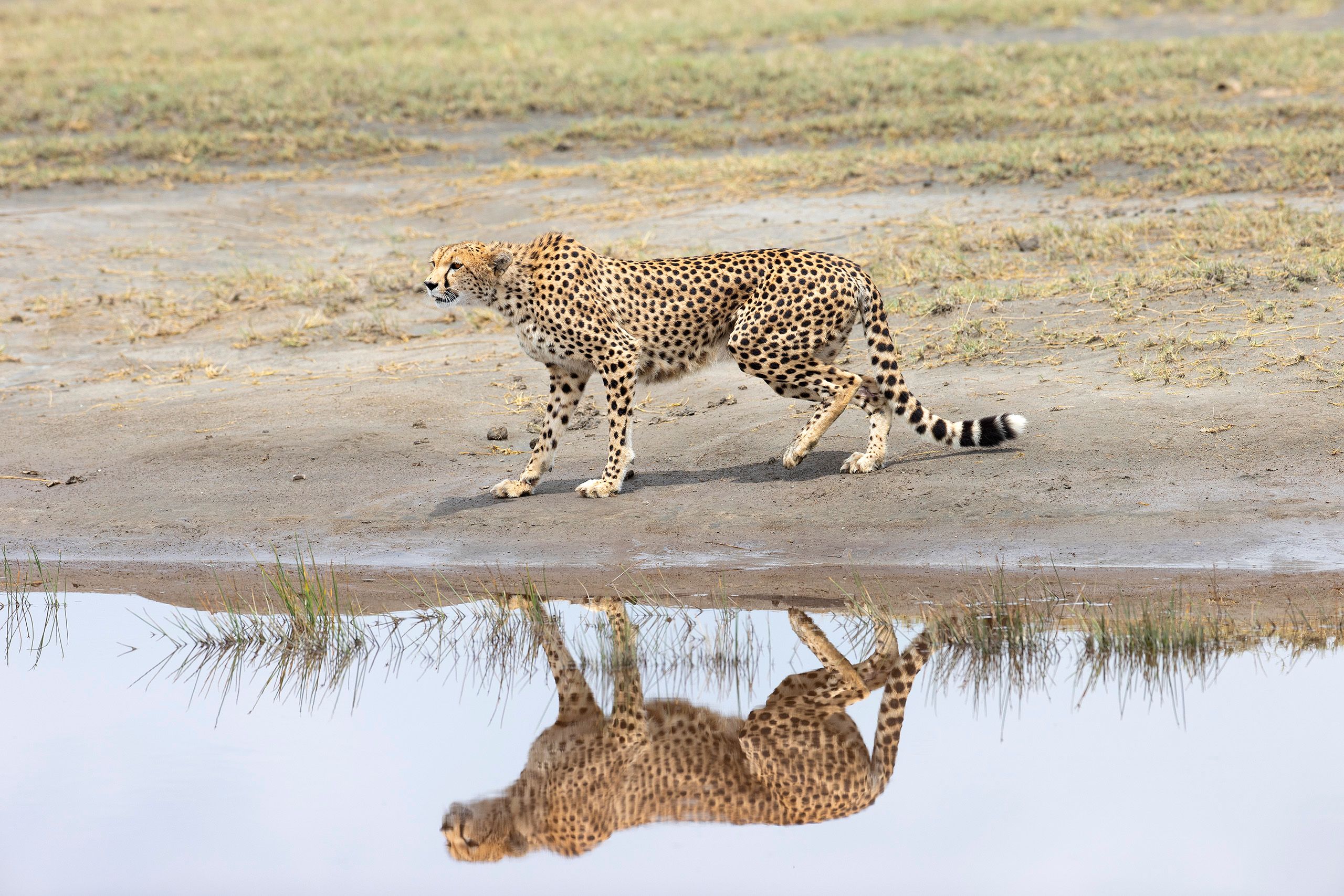 Cheetah (Acinonyx jubatus). Ndutu region, Ngorongoro Conservation Area, Tanzania.  Cheetah stalking