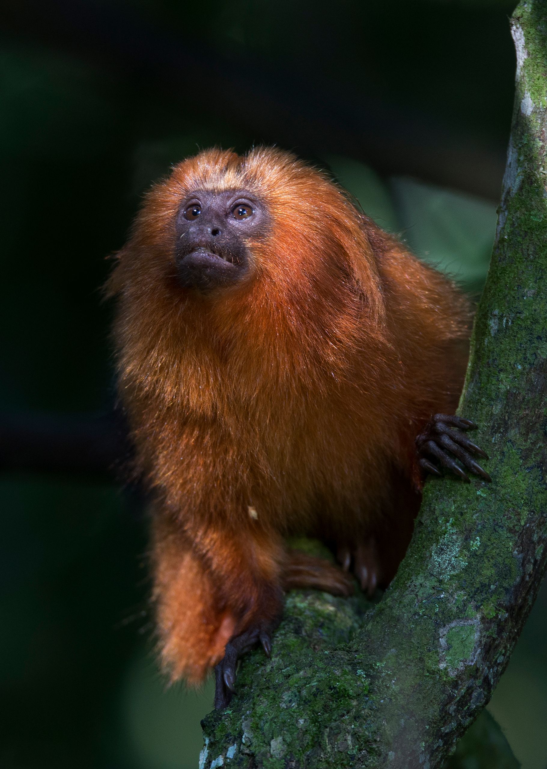 Golden Lion Tamarin