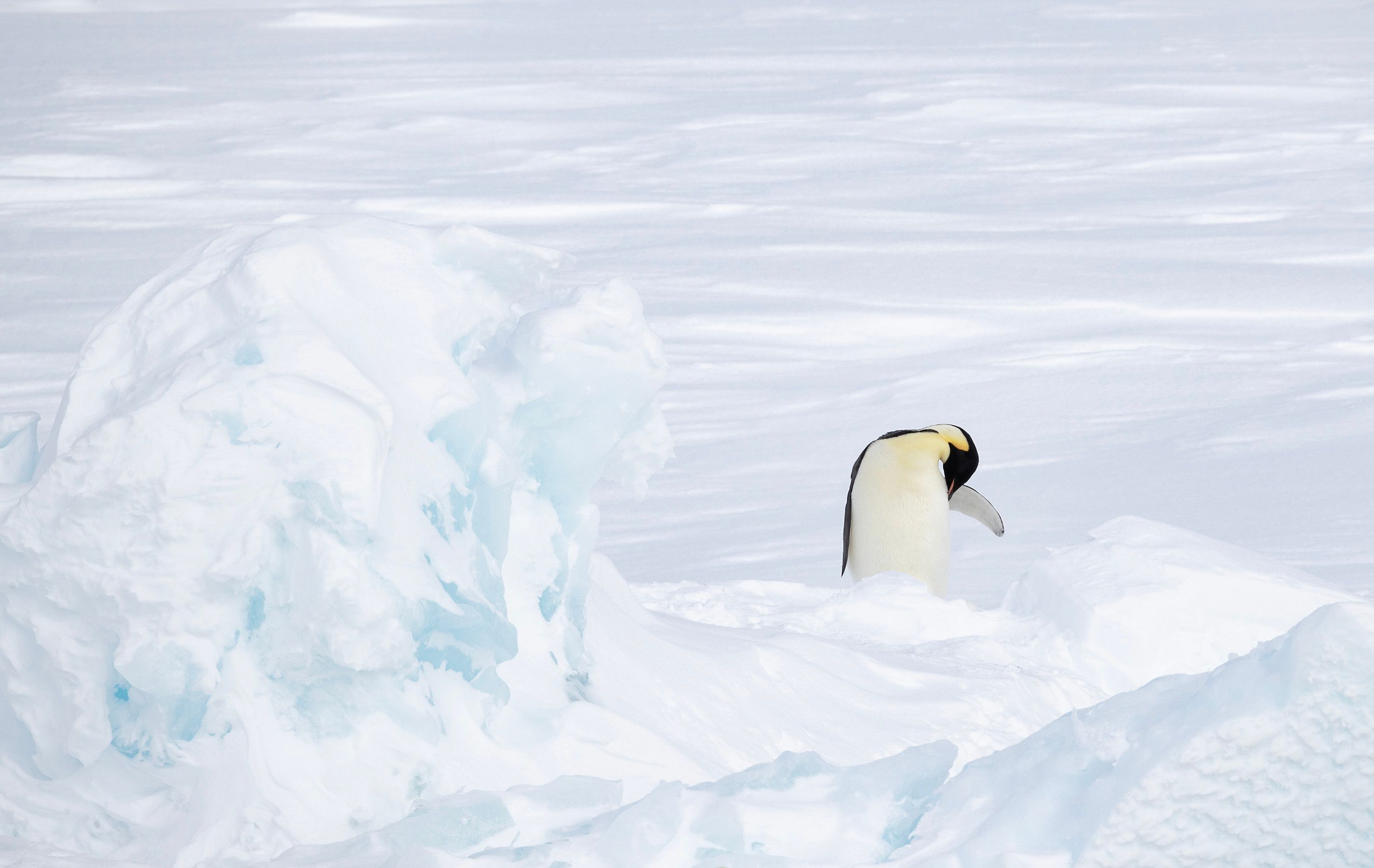 Emperor Penguin (Aptenodytes Forster)
