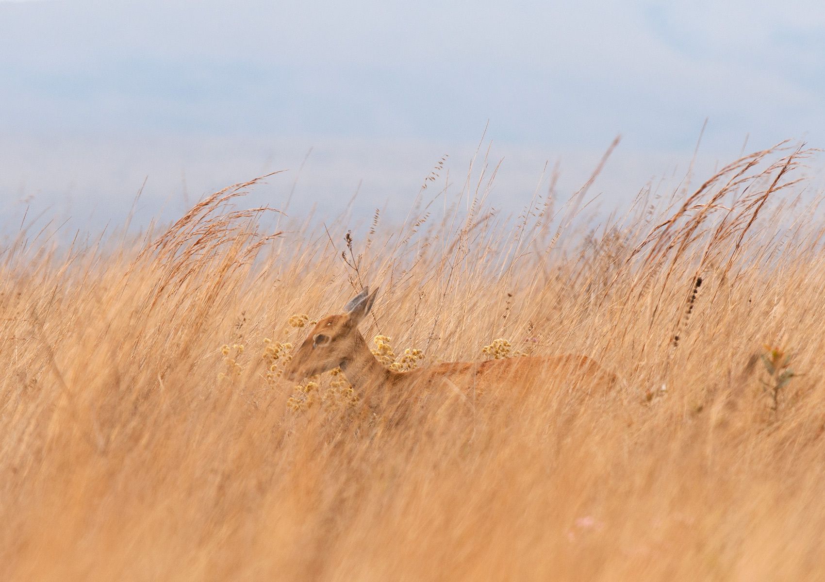 Marsh Deer