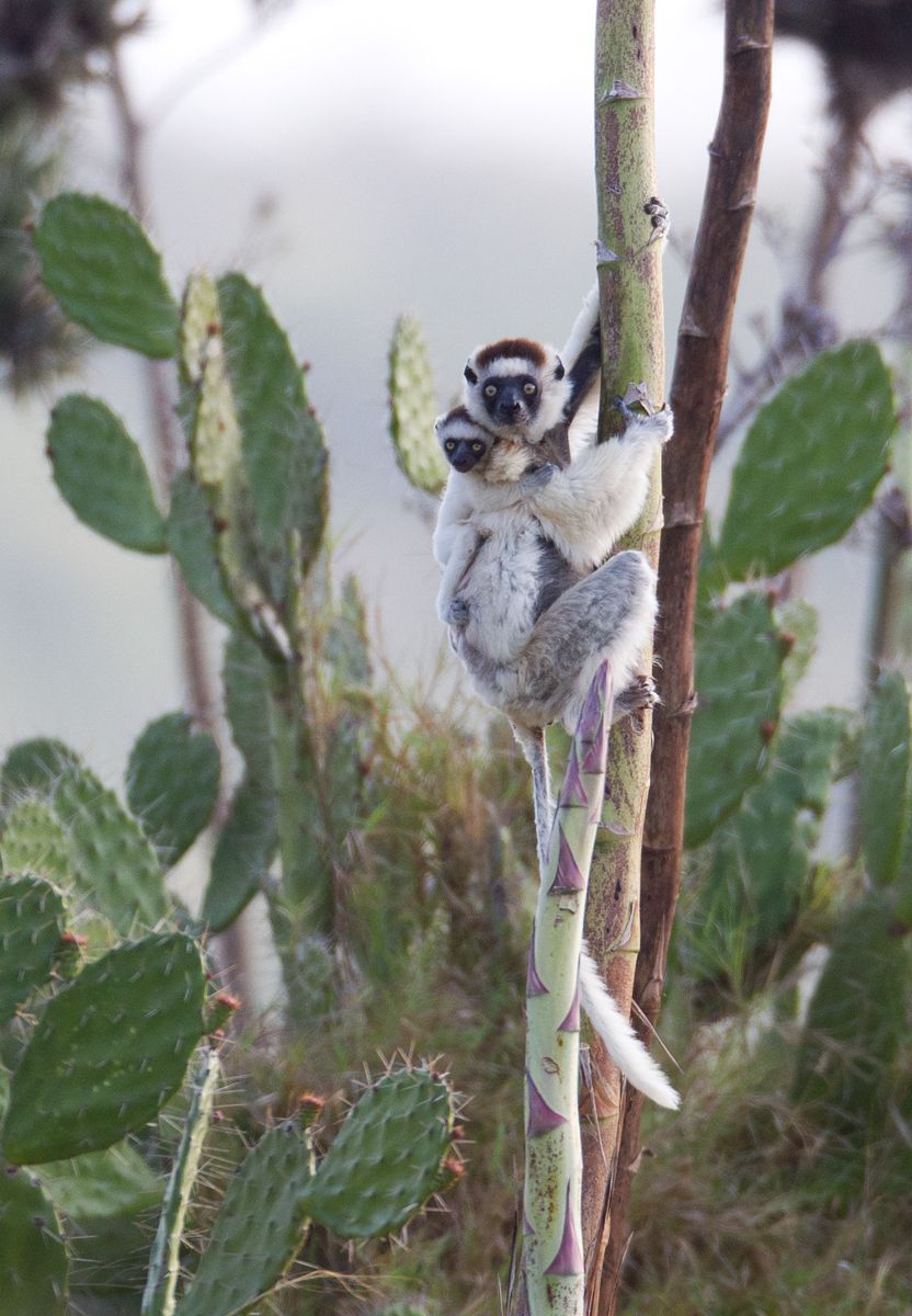1lemur_motherbaby