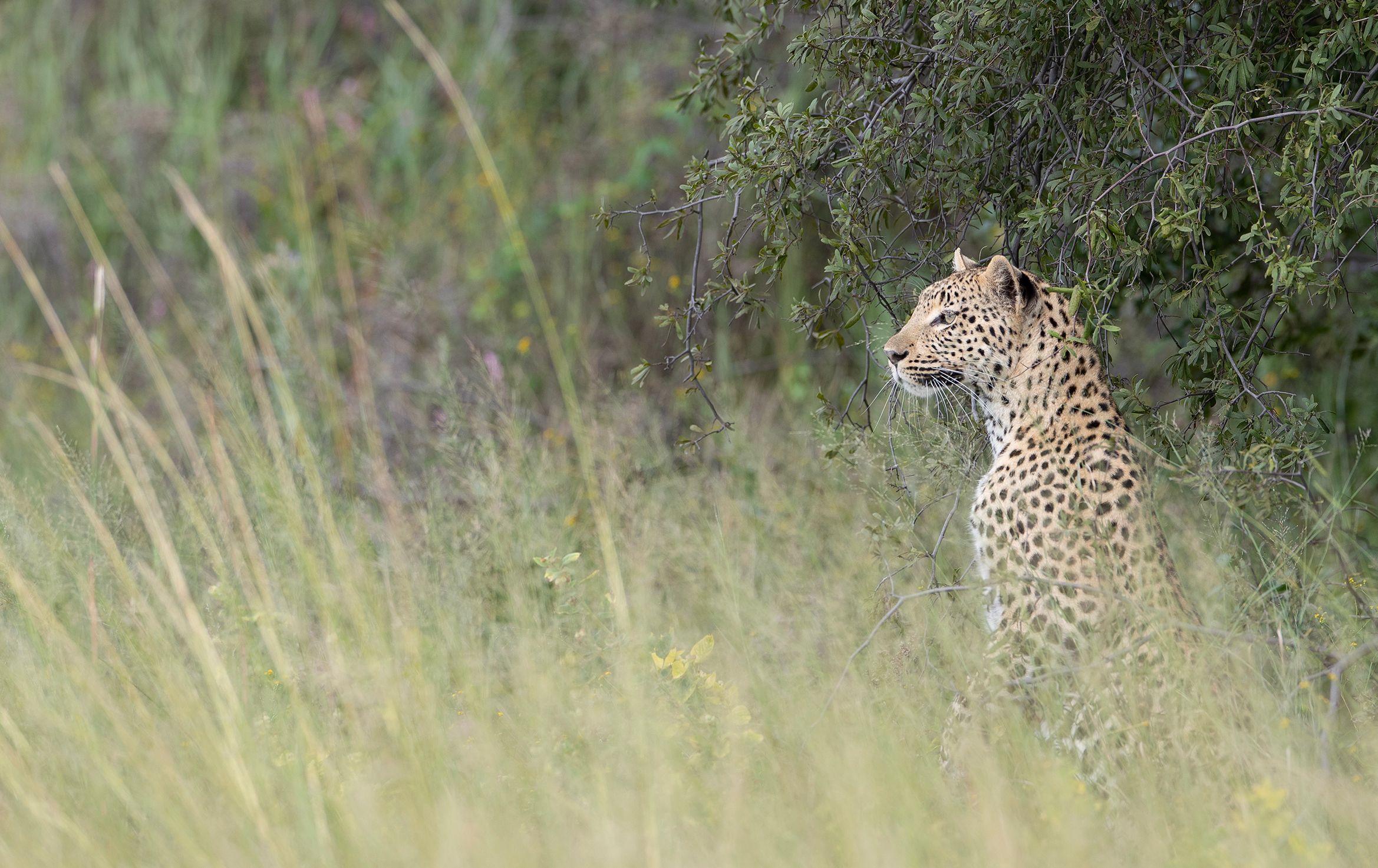 Leopard (Panthera Pardus). Stalking Leopard