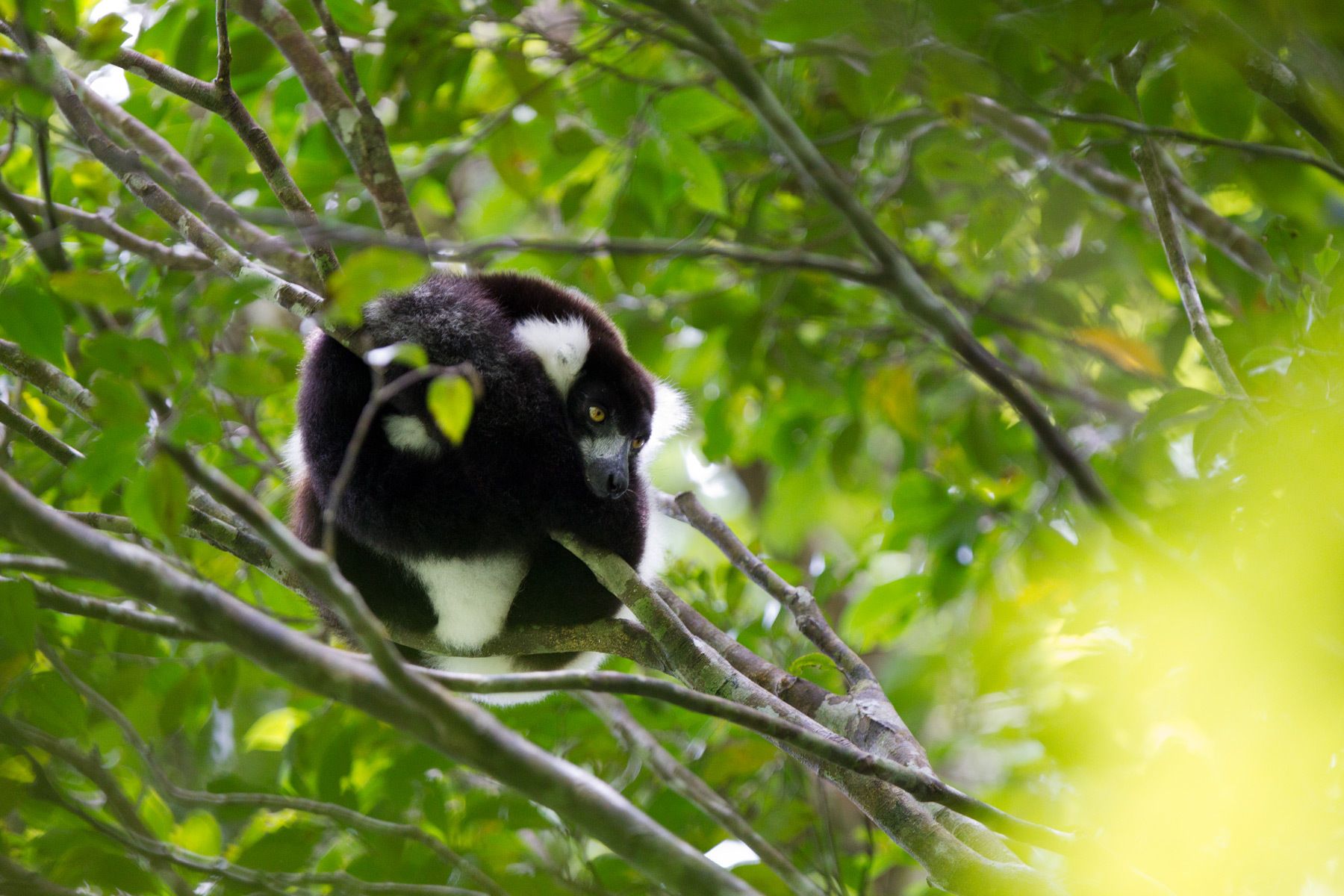 1bw_lemur