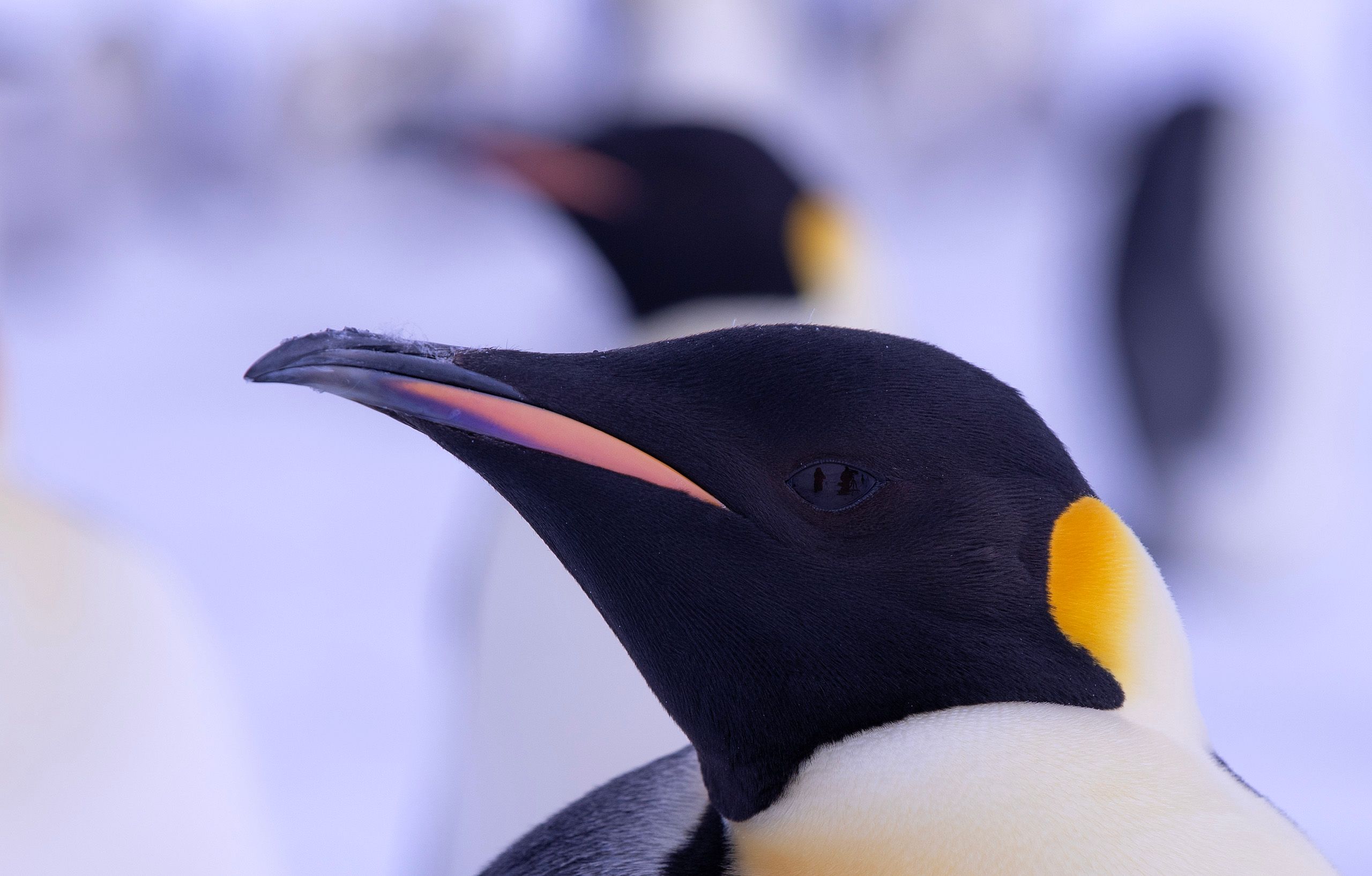 Emperor Penguins (Aptenodytes Forster)