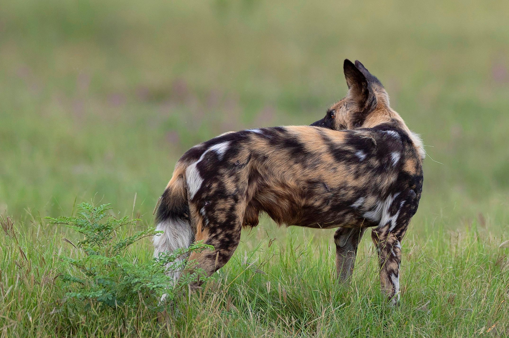 African wild dog.. Tubu tree camp, Okavango Delta, Botswana.  African Wild Dog (Lycaon Picts)