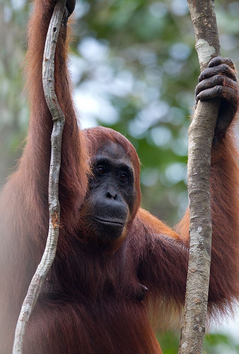 1orangutan_hanging