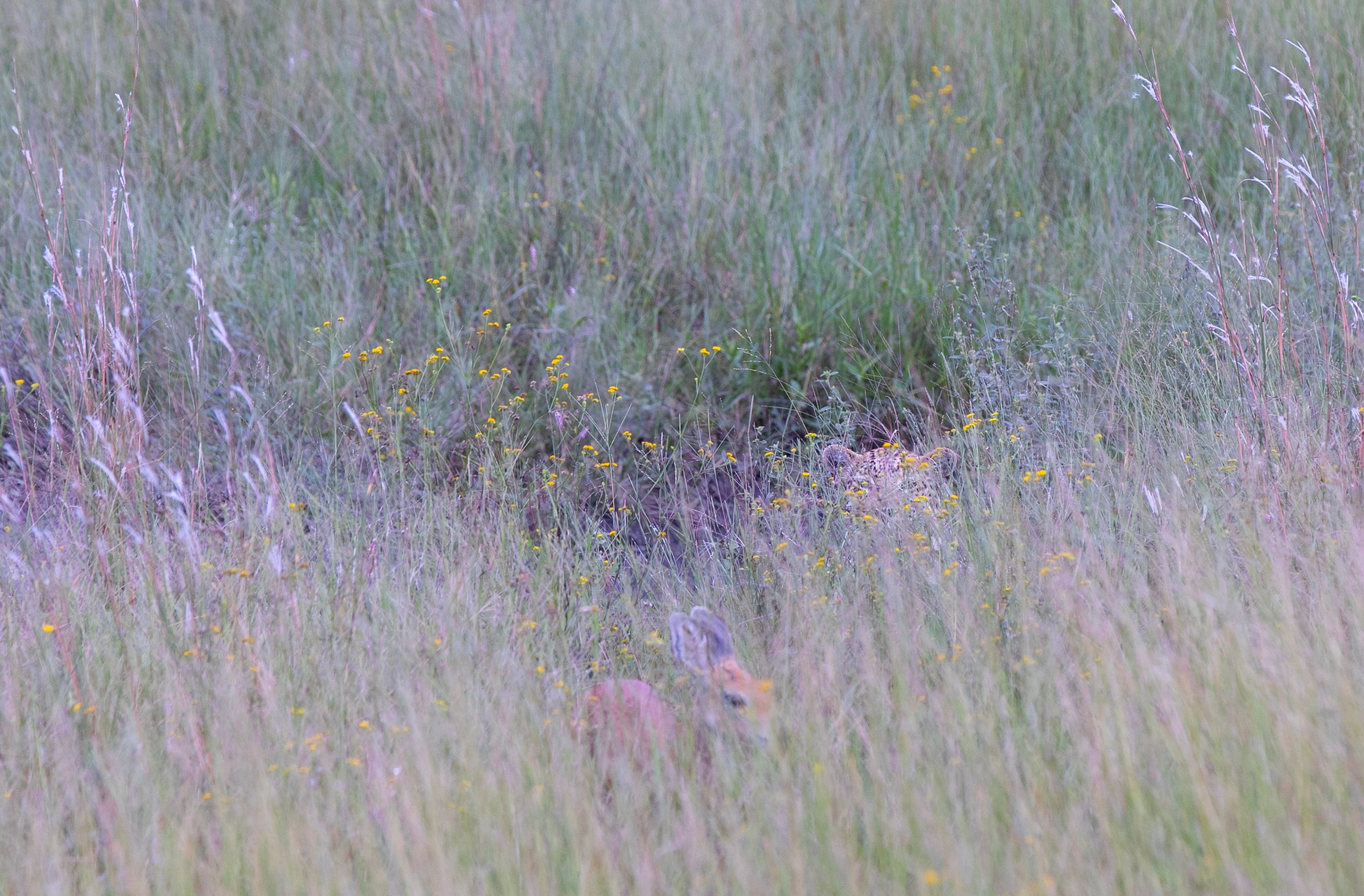Mashatu Game Reserve, Okavango Delta, Botswana. LEOPARD STALKING PREY