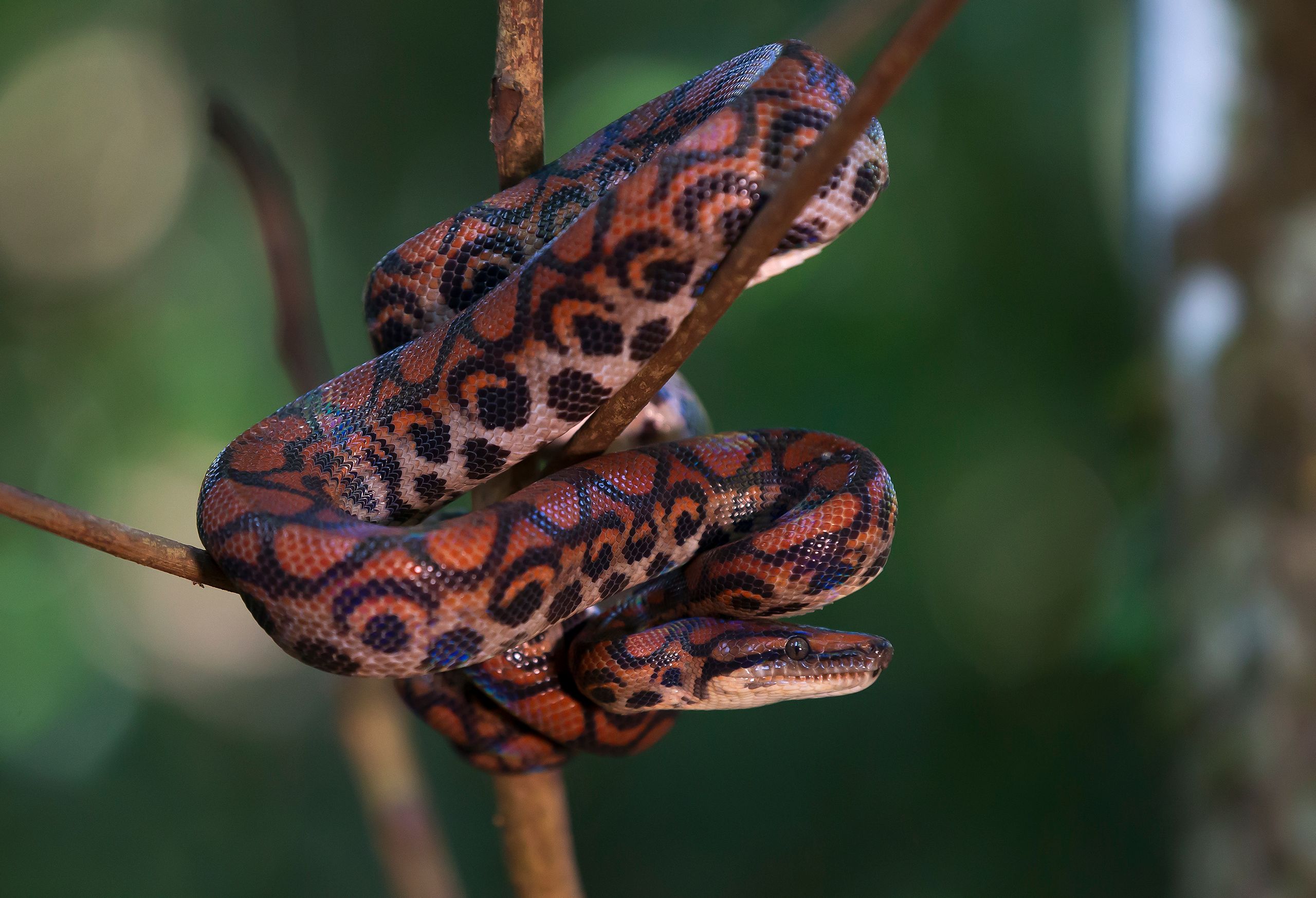 Brazilian Rainbow Boa