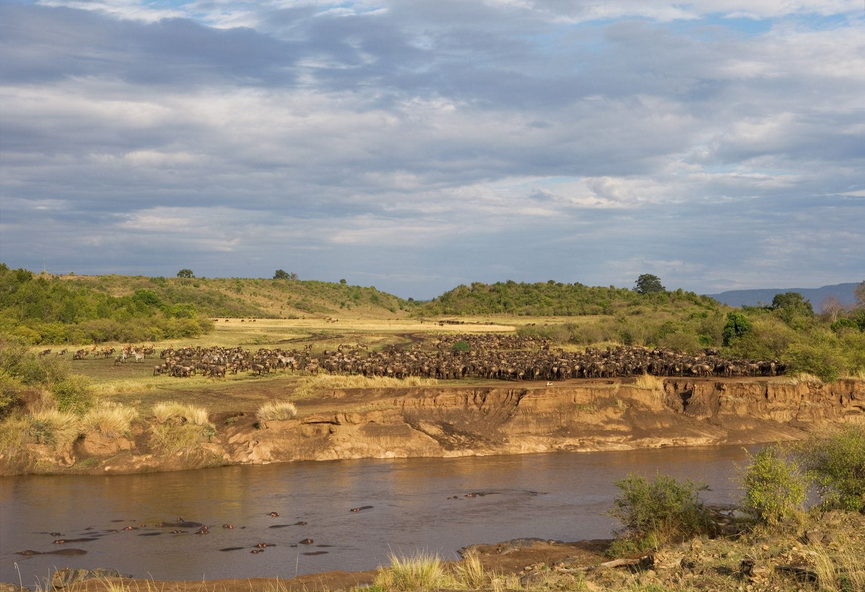 During their migration, wildebeests will gather in the thousands at the  edge of the Mara River. Large Nile crocodiles wait for their arrival every year to feast  on animals they catch during the crossing.  The Gathering