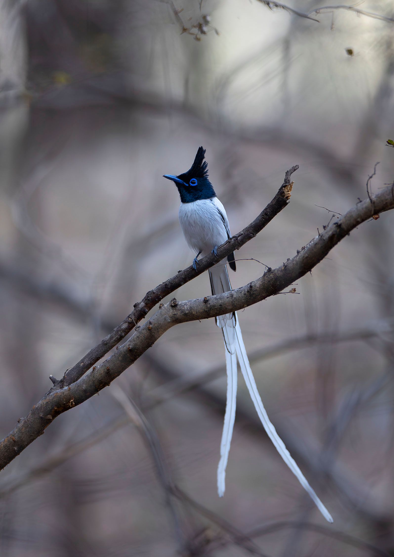 Indian paradise flycatcher (Terpsiphone paradise). Bandhavgarh National Park, INDIA INDIAN PARADISE FLYCATCHER - Adult Male