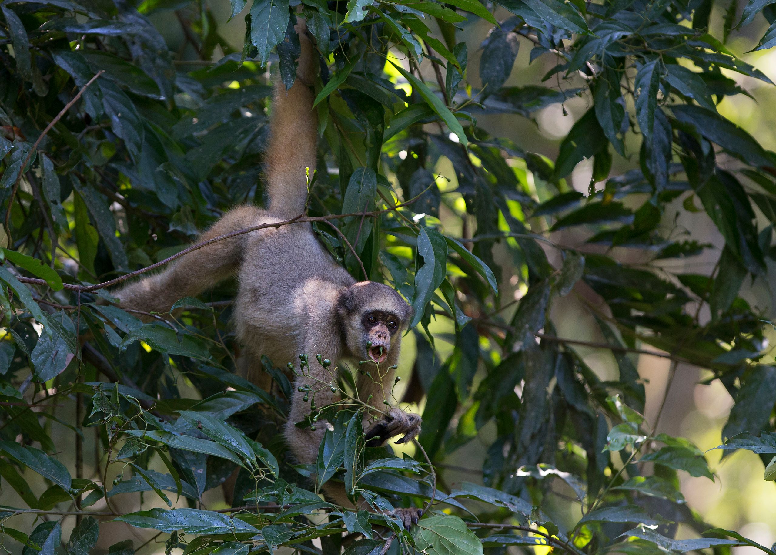 Muriqui Monkey
