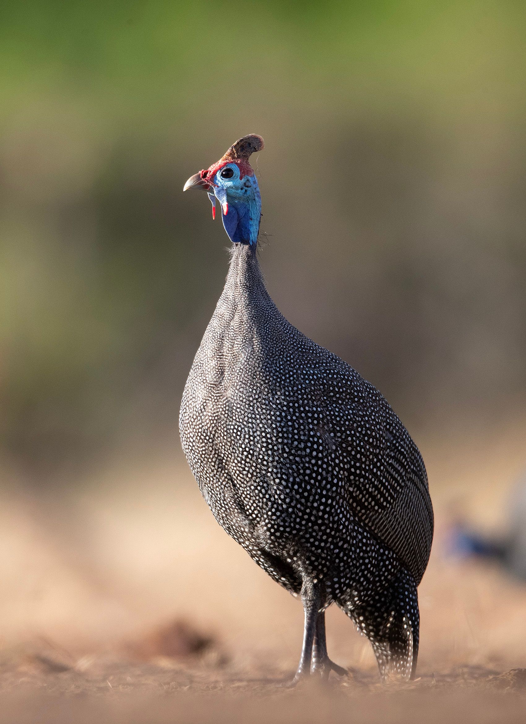 guineafowl.jpg