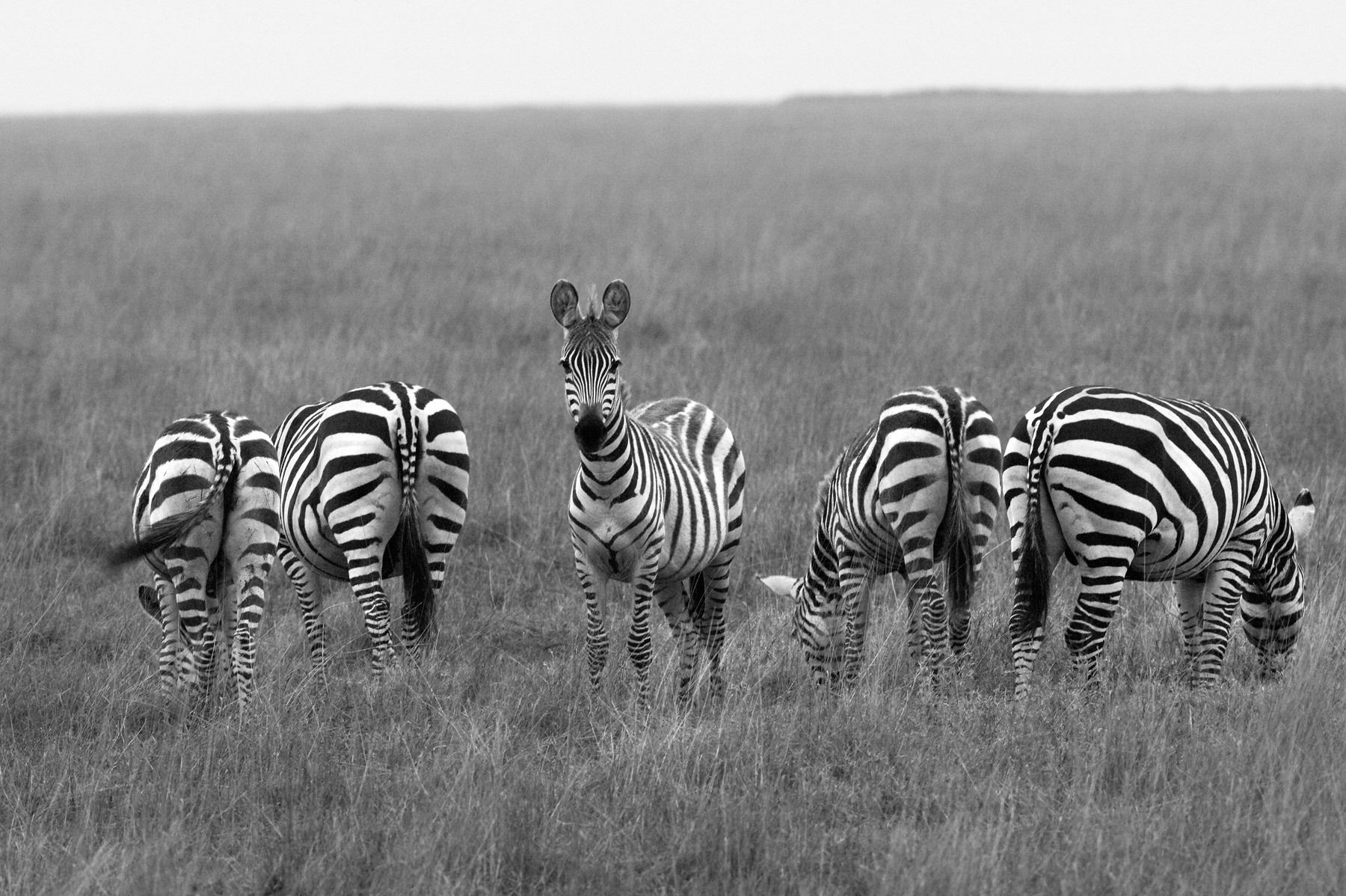 Zebras - Ngorongoro Crater.