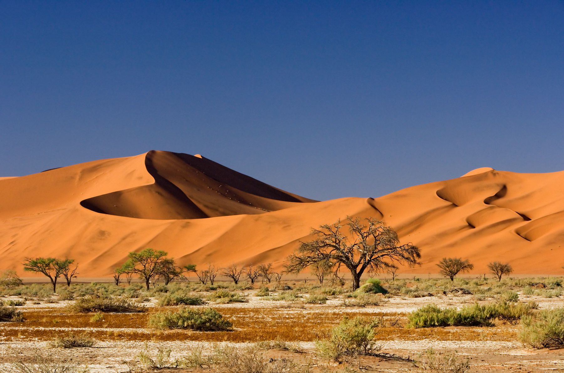 1red_dunes___trees_rtp