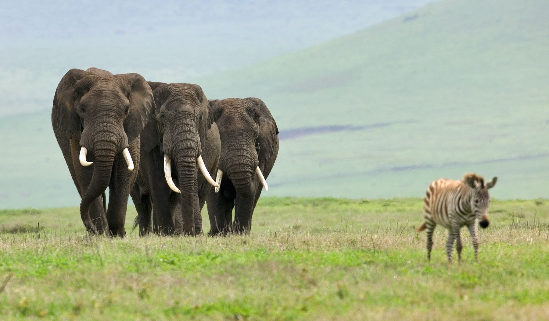 Ngorongoro Crater. Tanzania Elephants and Zebra