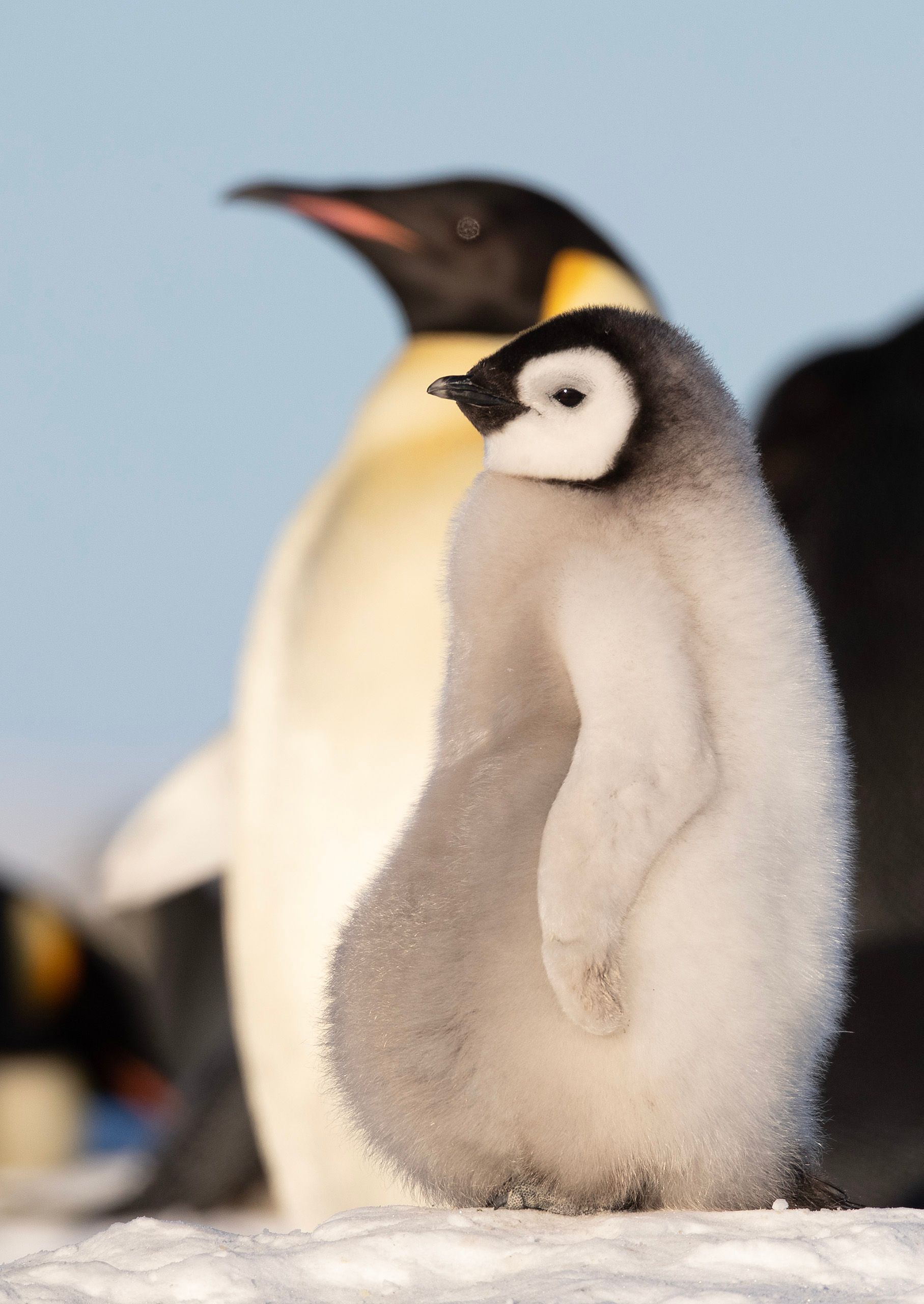 Emperor Penguins (Aptenodytes Forster)