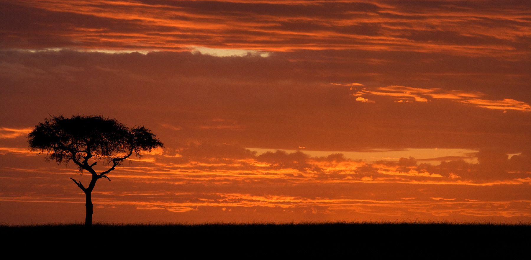 1acacia___orange_sky