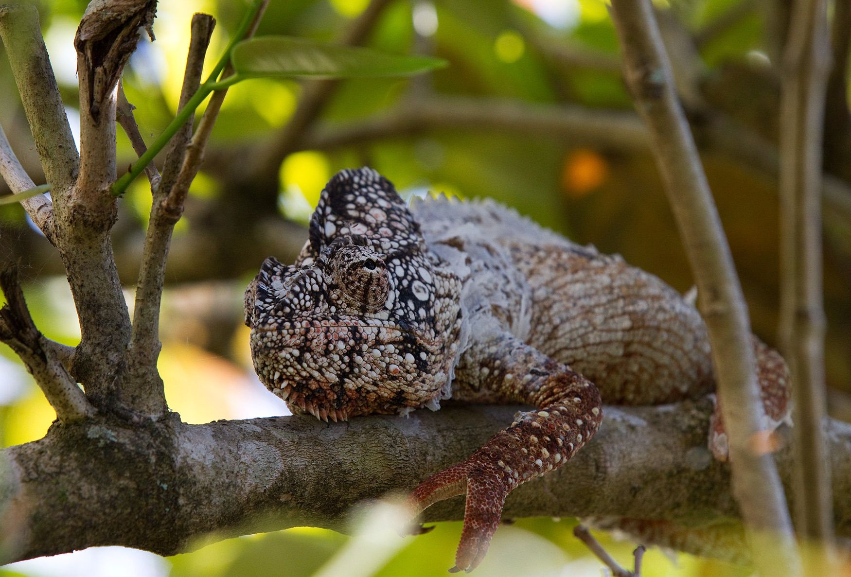 1chameleon_brown