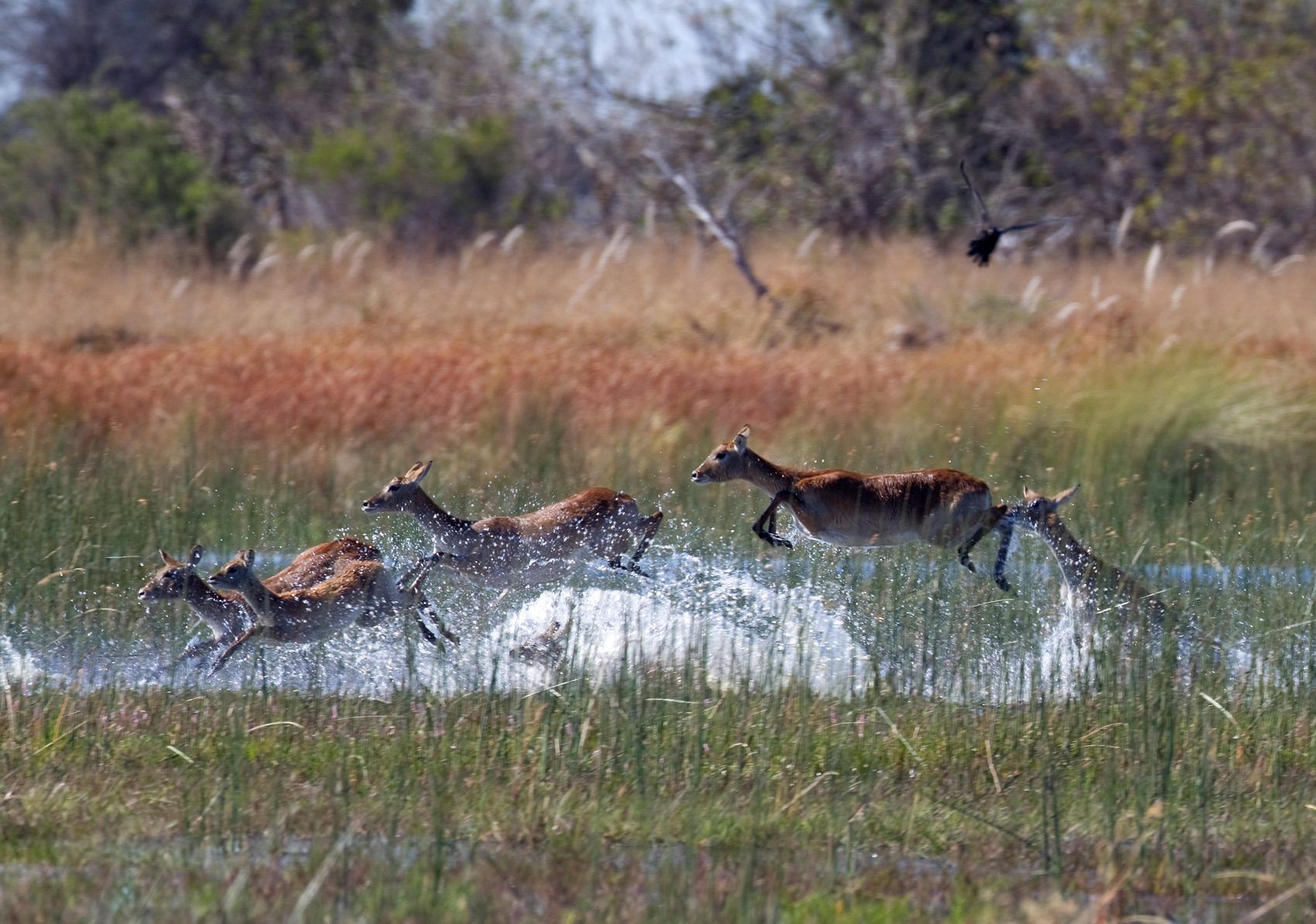 The lechwe, red lechwe, or southern lechwe (Kobus leche) is an antelope found in wetlands of south-central Africa. Lechwe - Okavango Delta, Botswana.