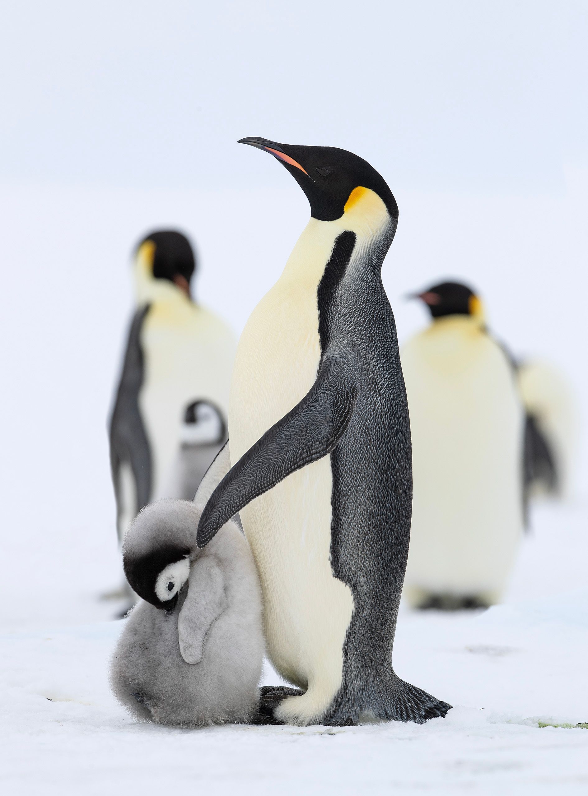  EMPEROR PENGUINS - wild nature photography
