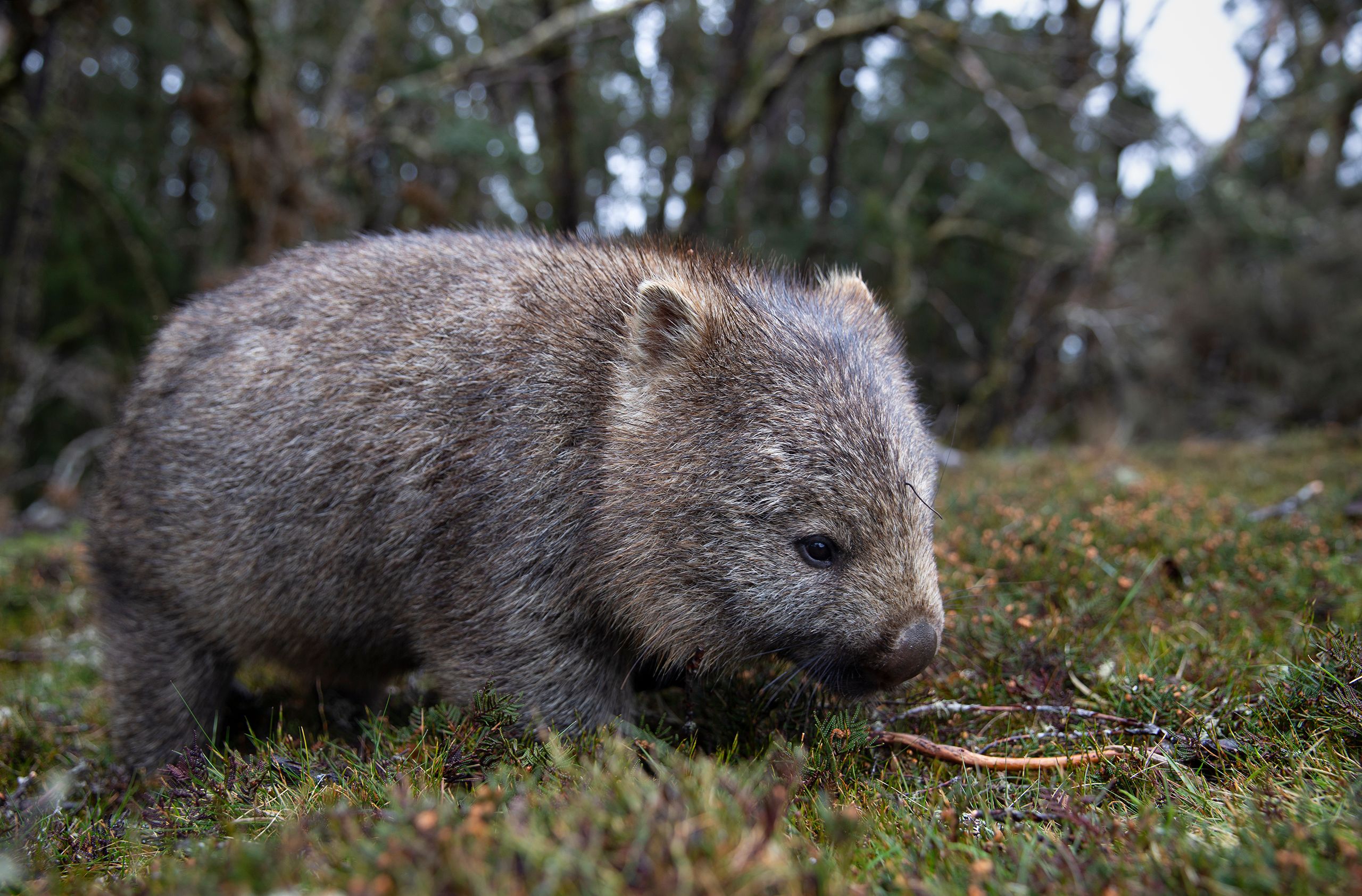 Wombat with leach in its forehead. 
