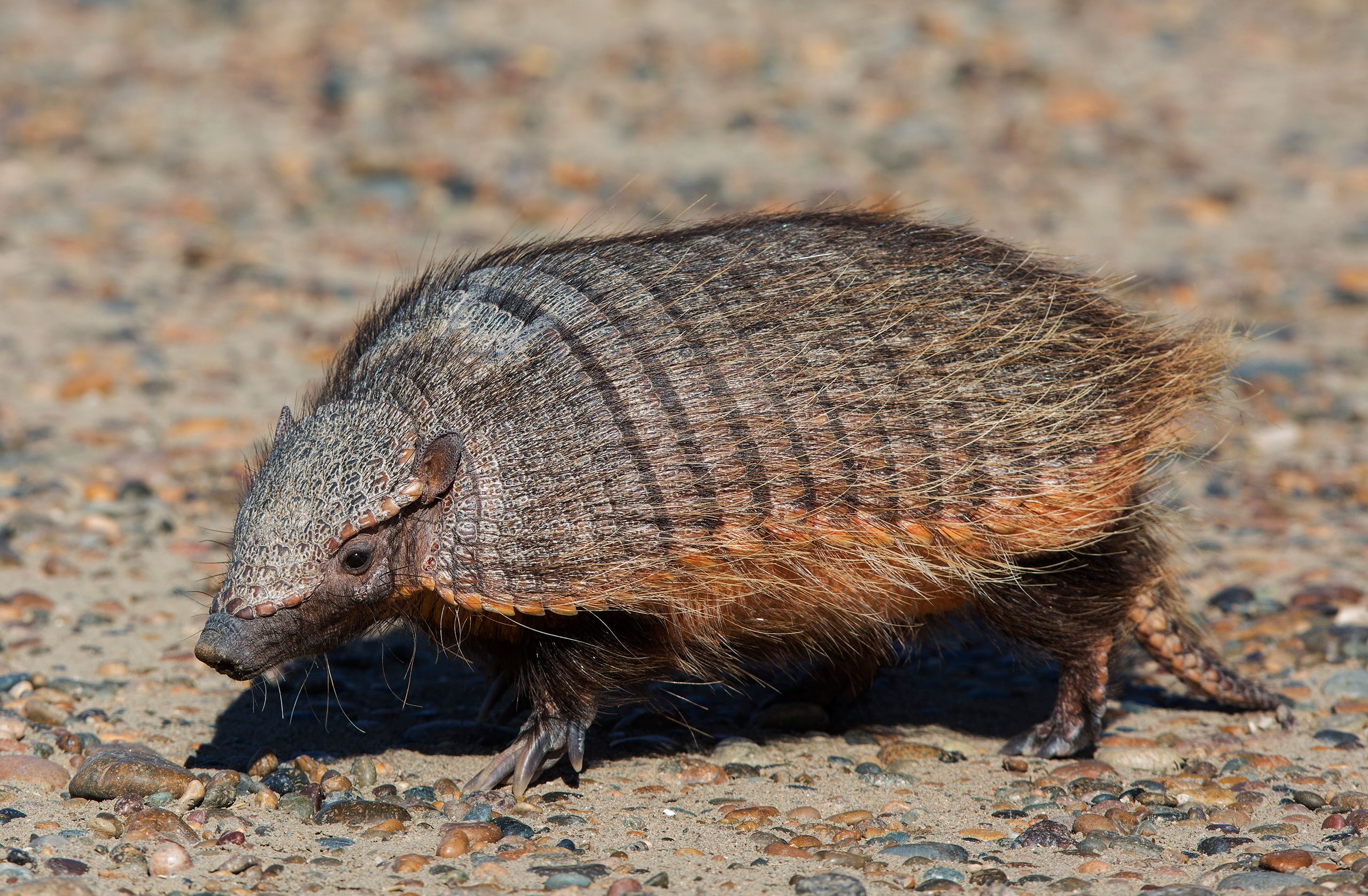 Large Hairy Armadillo