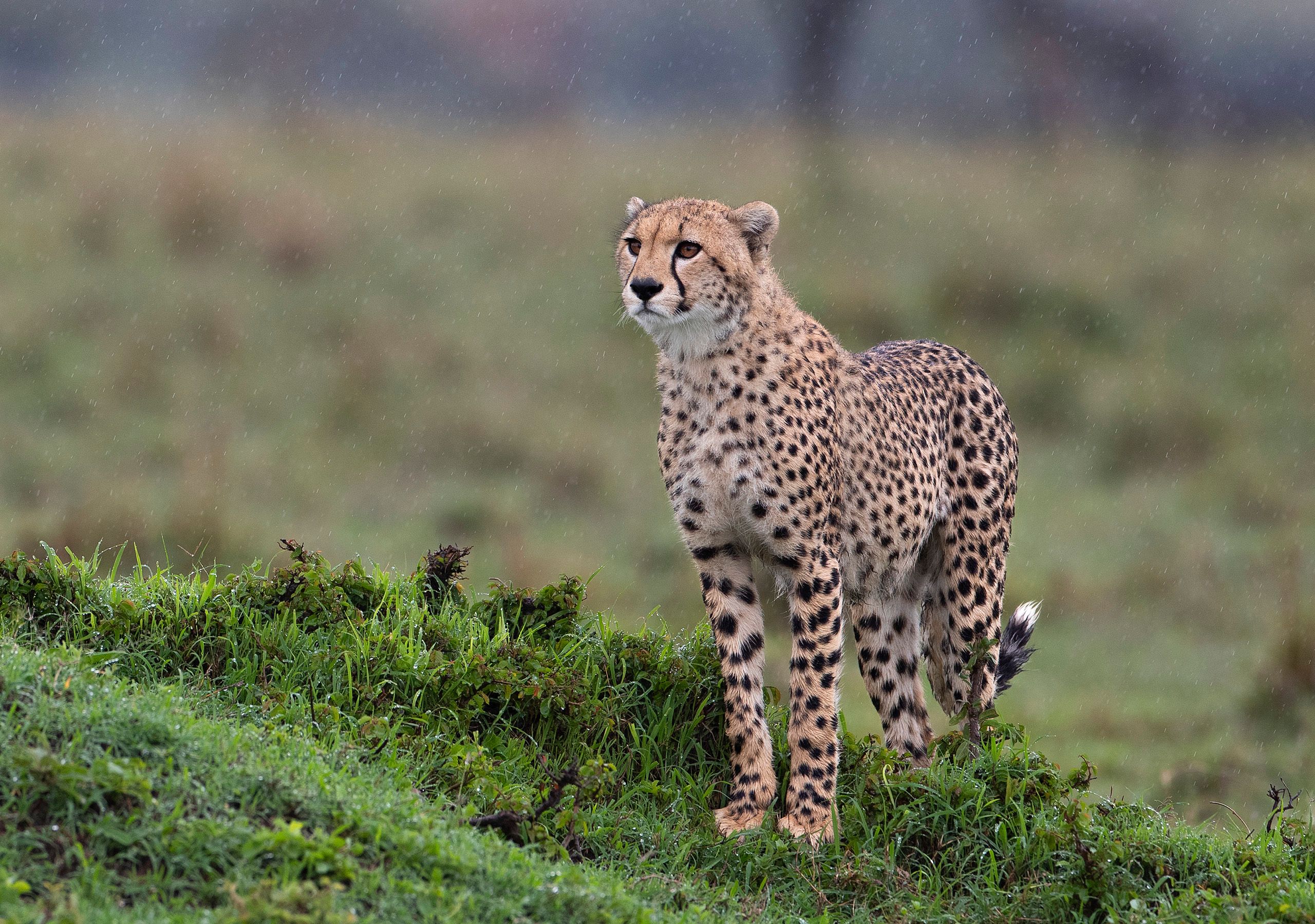 Subadult Cheetah (Acinonyx jubatus) in the rain. Botswana.  Cheetah in the rain.