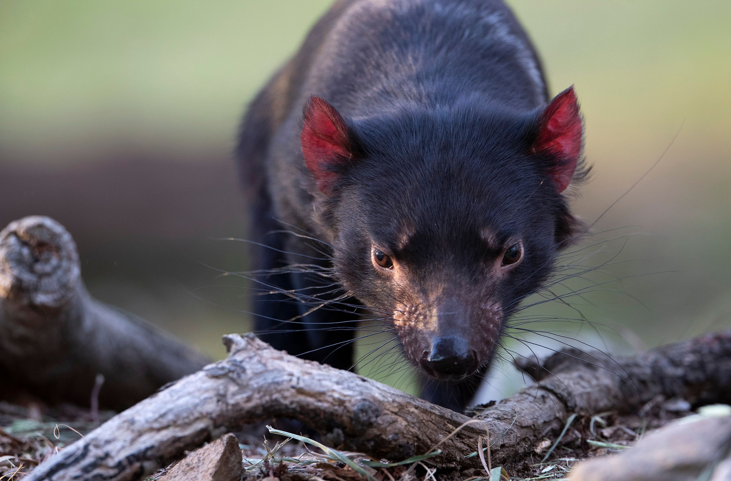 Tasmanian Devil