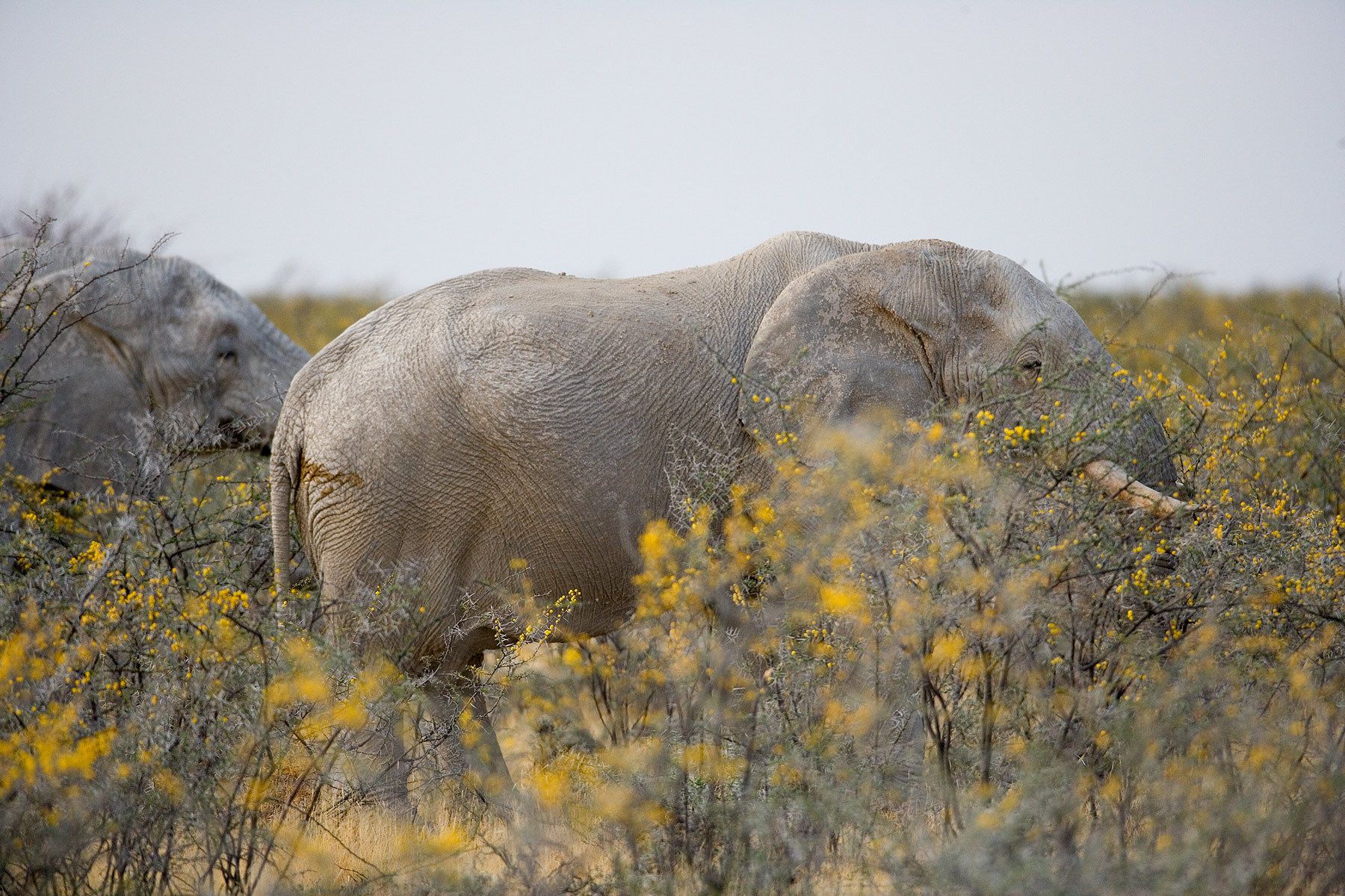 Etosha National Park, Namibia.  African Elephants