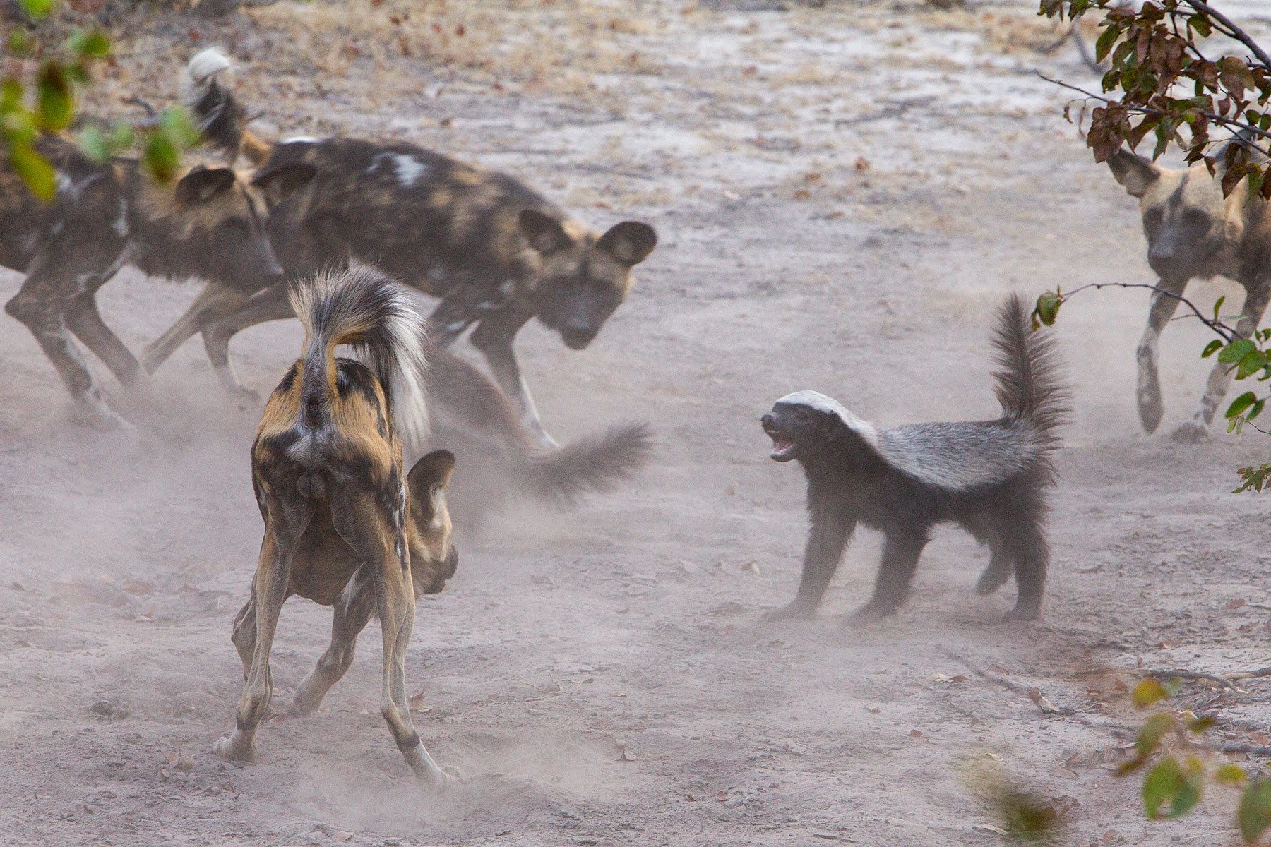 A pack of African Wild Dogs can bring prey several times their size and weight but the Honey Badger is the toughest animal in the African savanna and at times can even repel attacks from the large cats. In this instance the pack of dogs eventually gave up and went on their way.  Brave Honey Badger