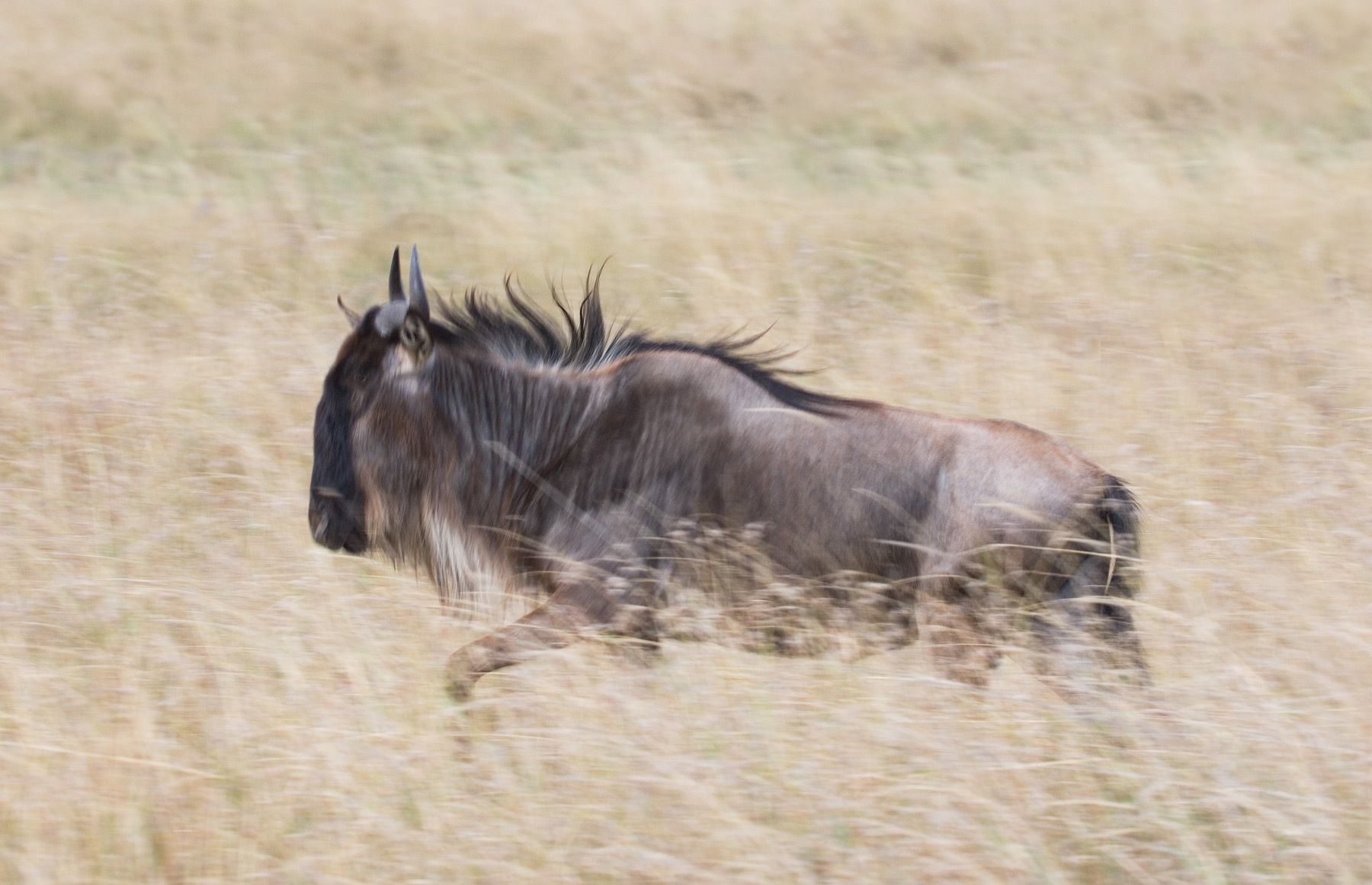 The blue wildebeest (Connochaetes taurinus), also called the common wildebeest, white-bearded gnu or brindled gnu, Wildebeest - Ndutu Region, Serengeti.