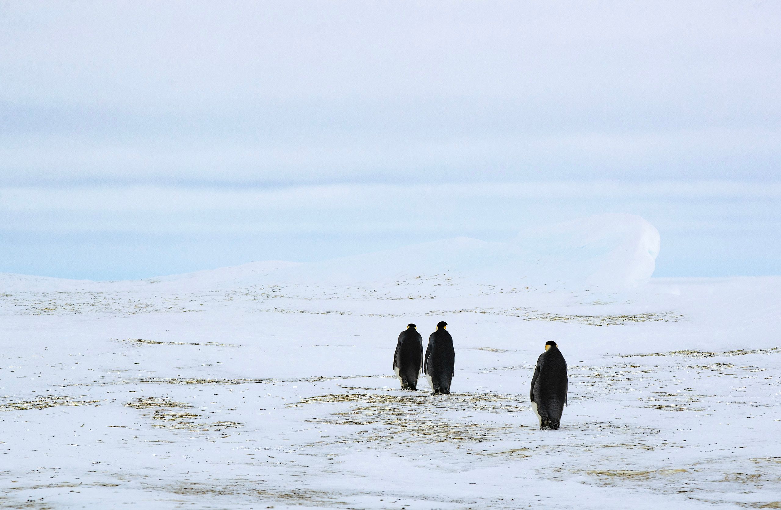 Emperor Penguins (Aptenodytes Forster)