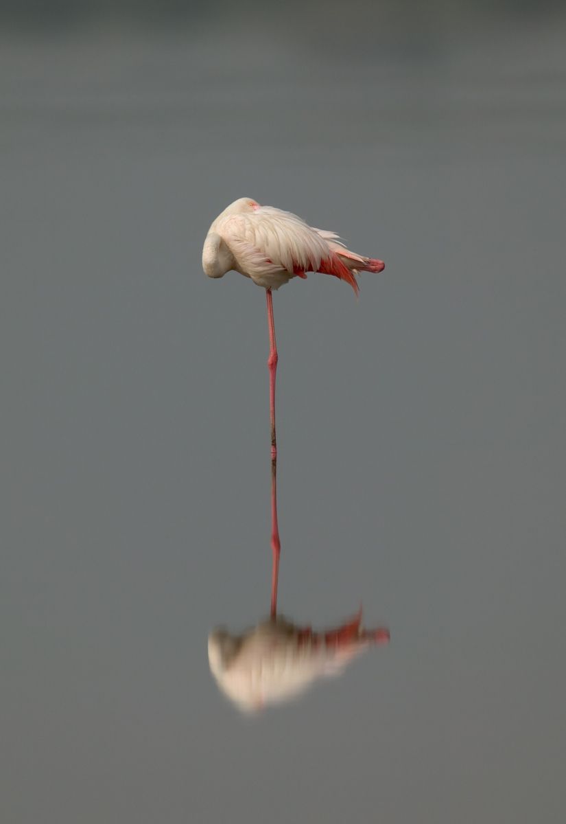 1flamingo_in_lake_sharp