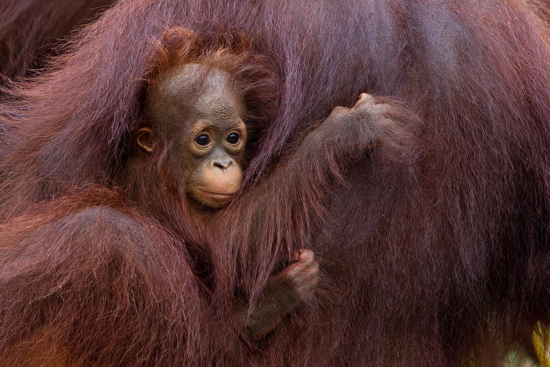 1orangutan_baby