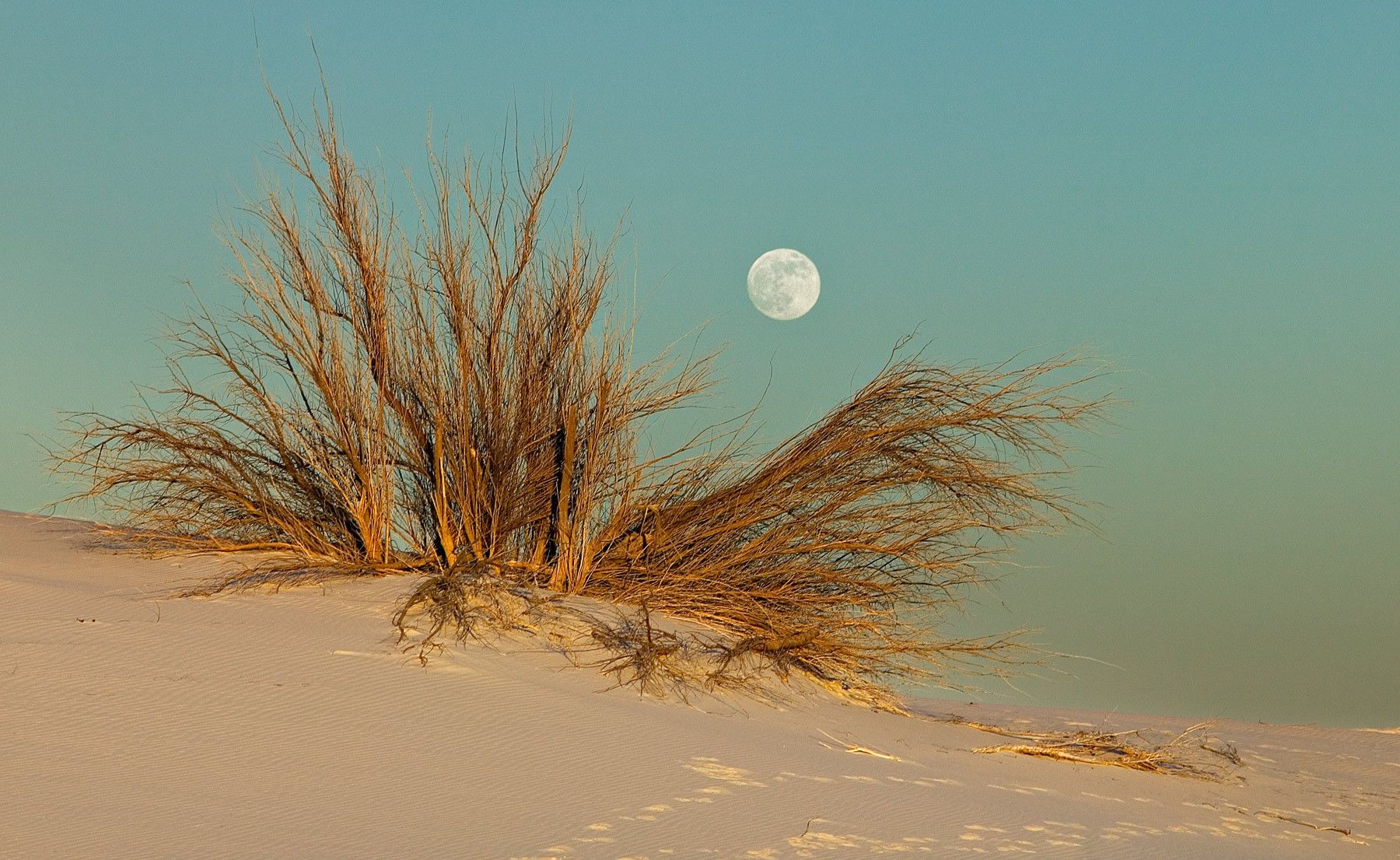 1moon_through_ws_bush_rtp