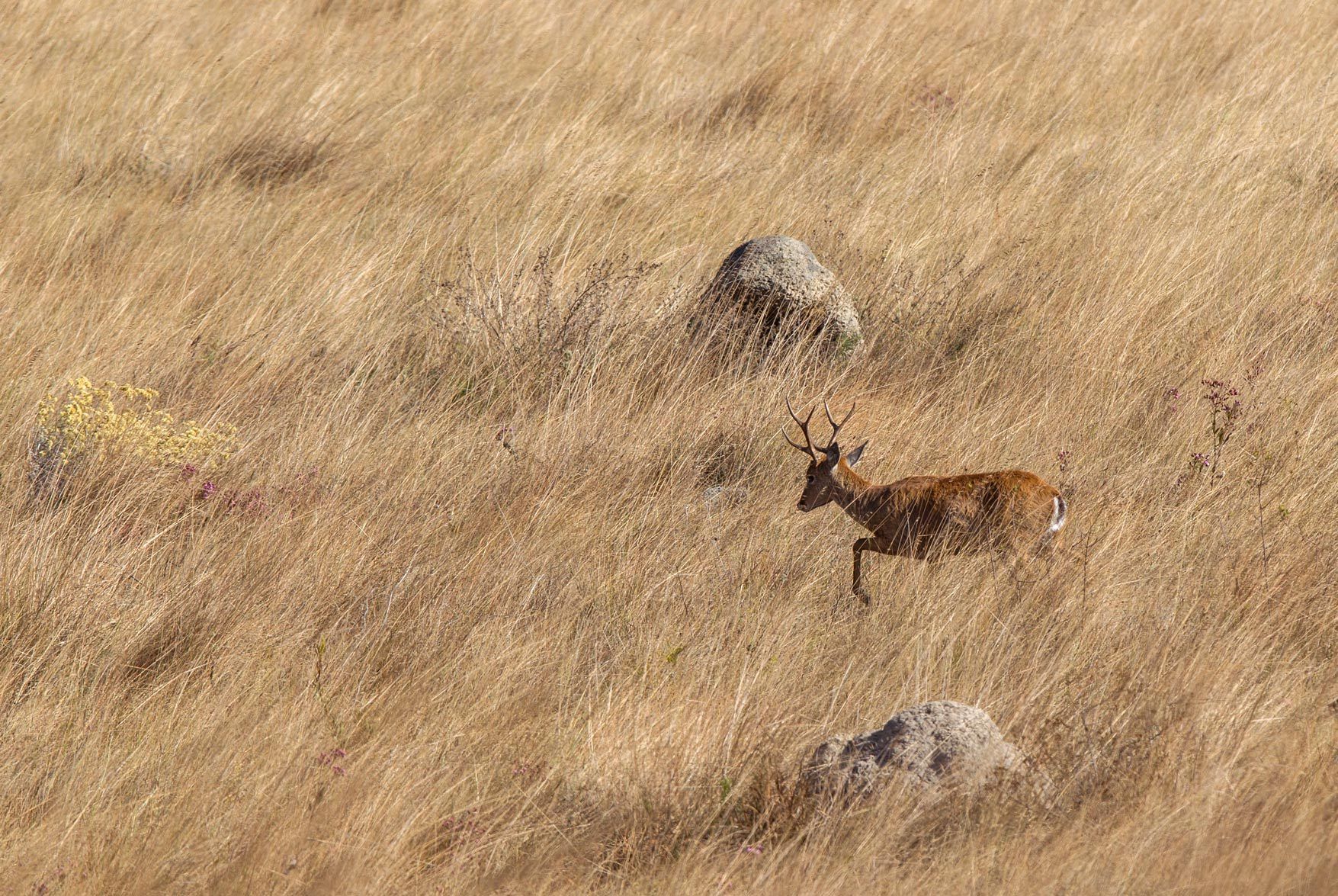 Marsh Deer