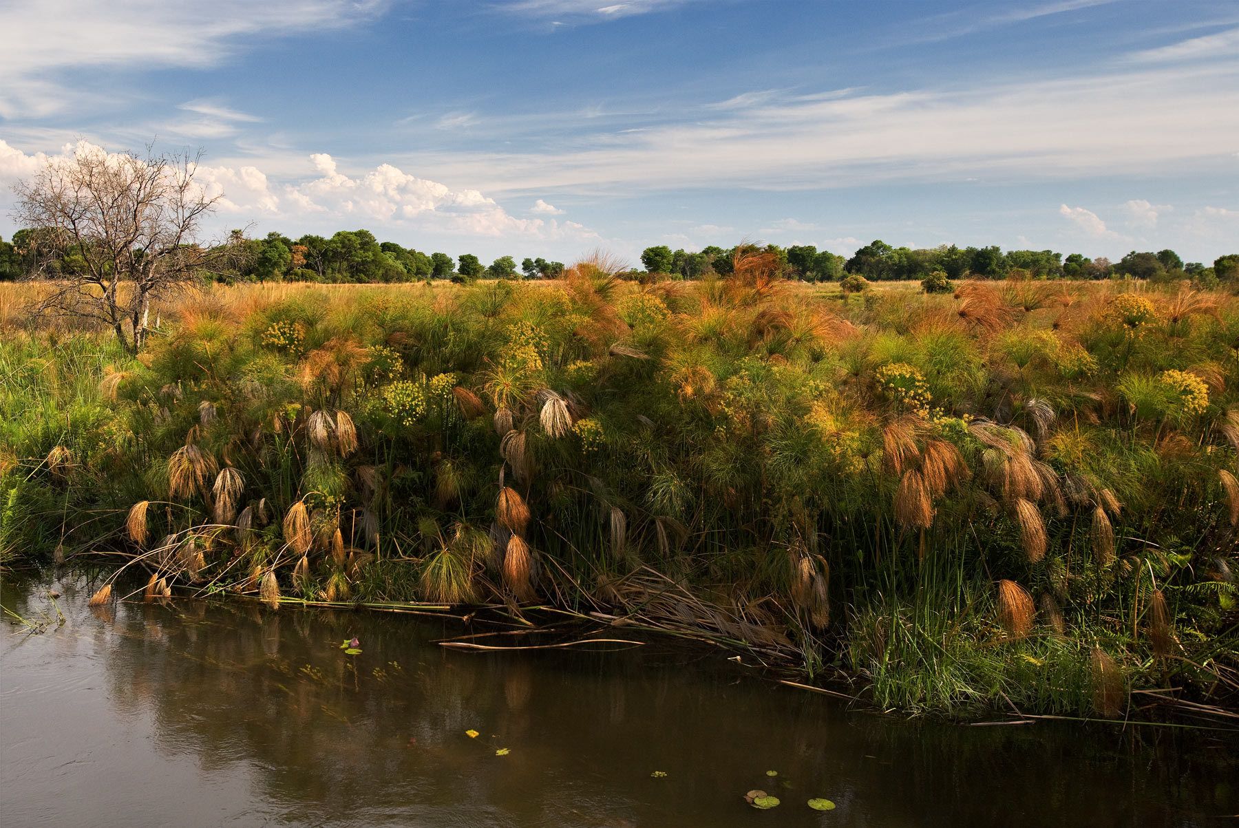 1papirus_in_the_delta_35x23rtp
