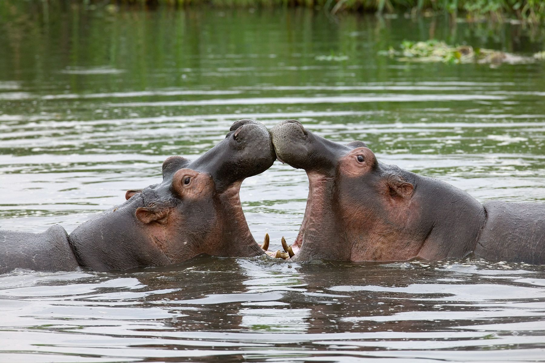 Hippopotamus, (Hippopotamus amphibius). Two young male hippos engaged in sparring game.Hippo pool, Serengeti National Park, Tanzania. Sparring Hippos