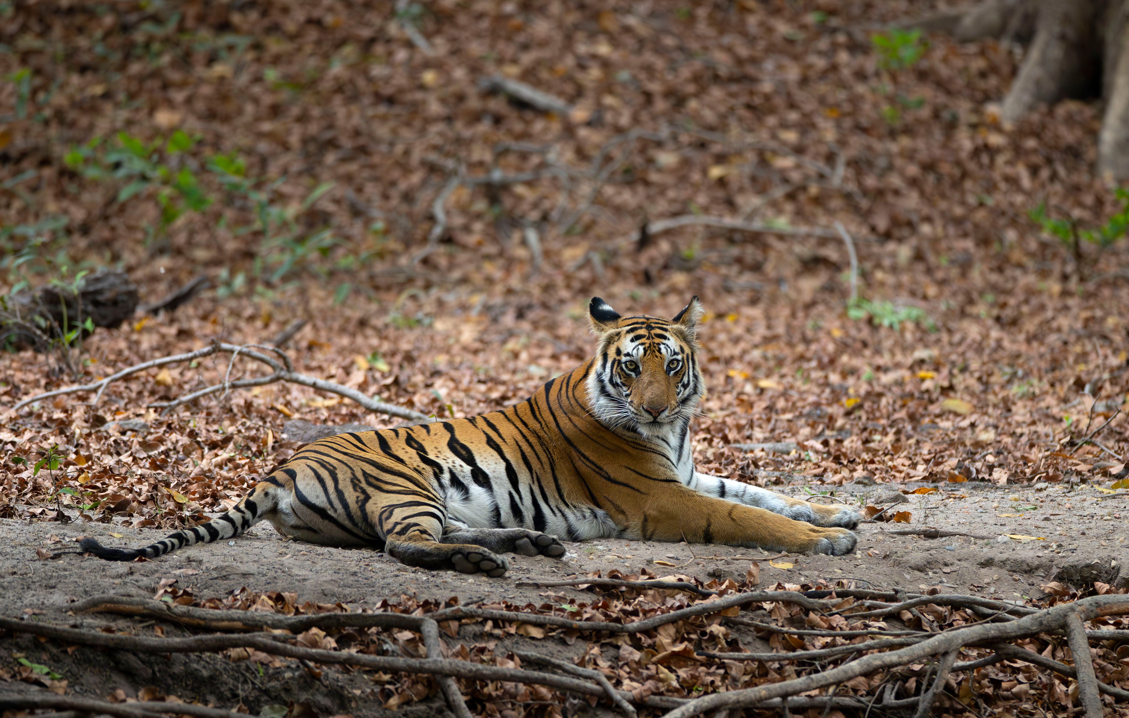 Bengal tiger (Panthera tigris). Bandhavgarh National Park, INDIA BENGAL TIGER