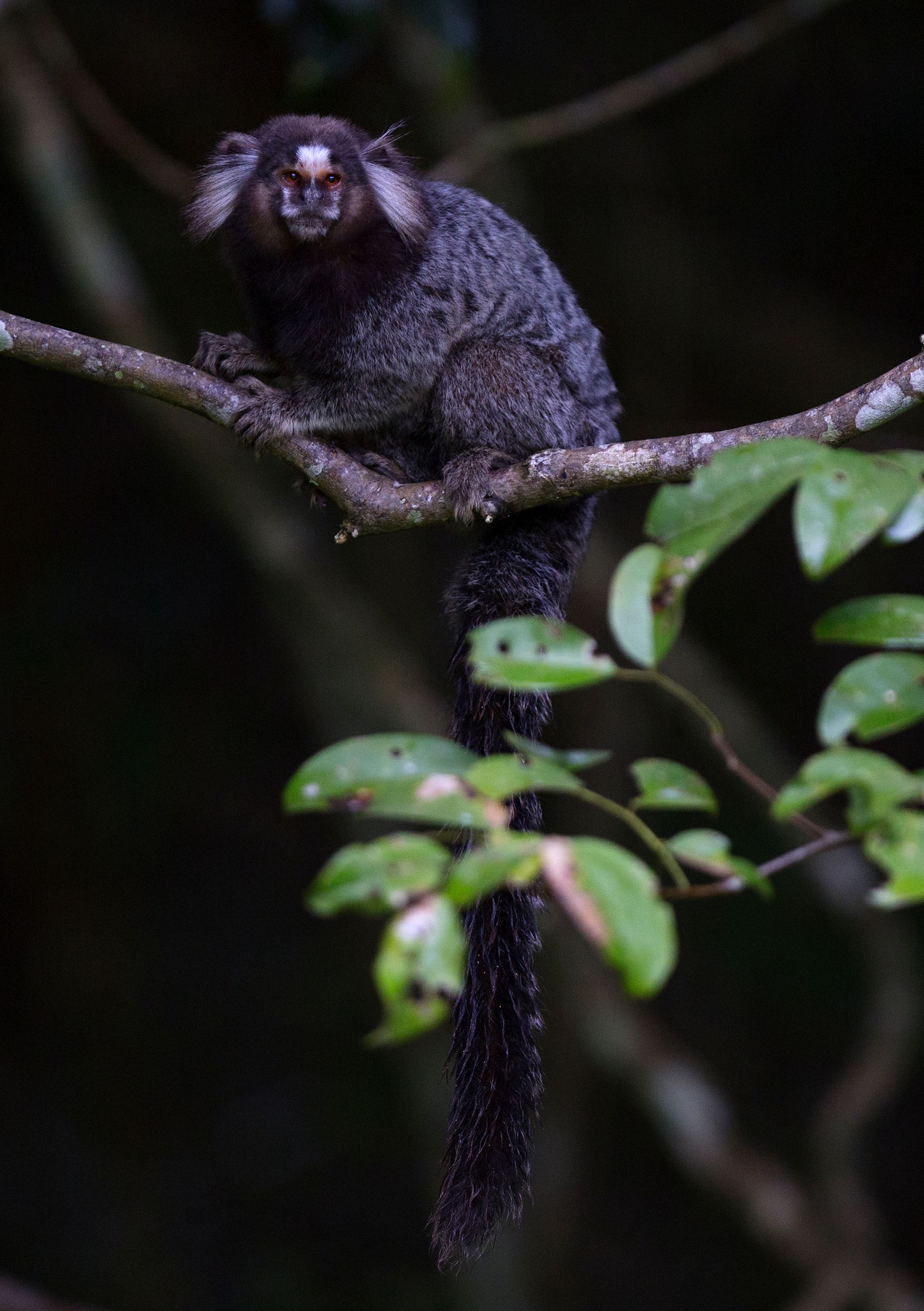 Marmoset
