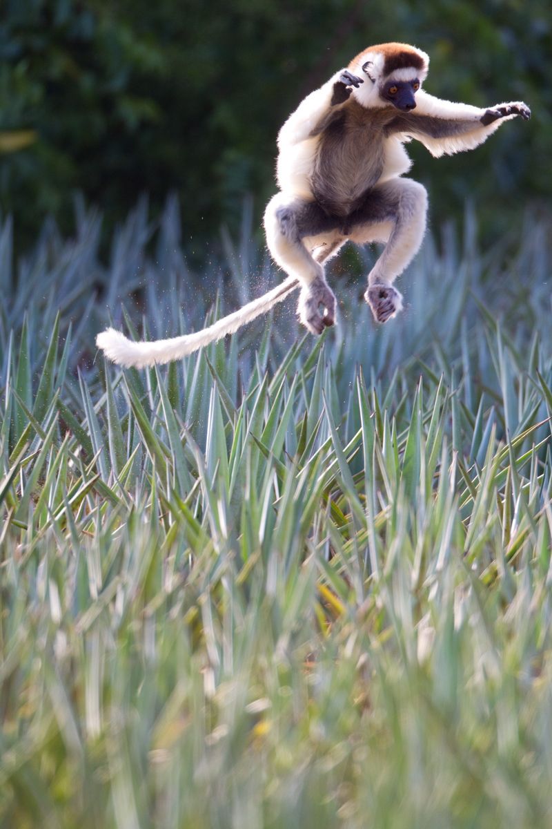 1leap4