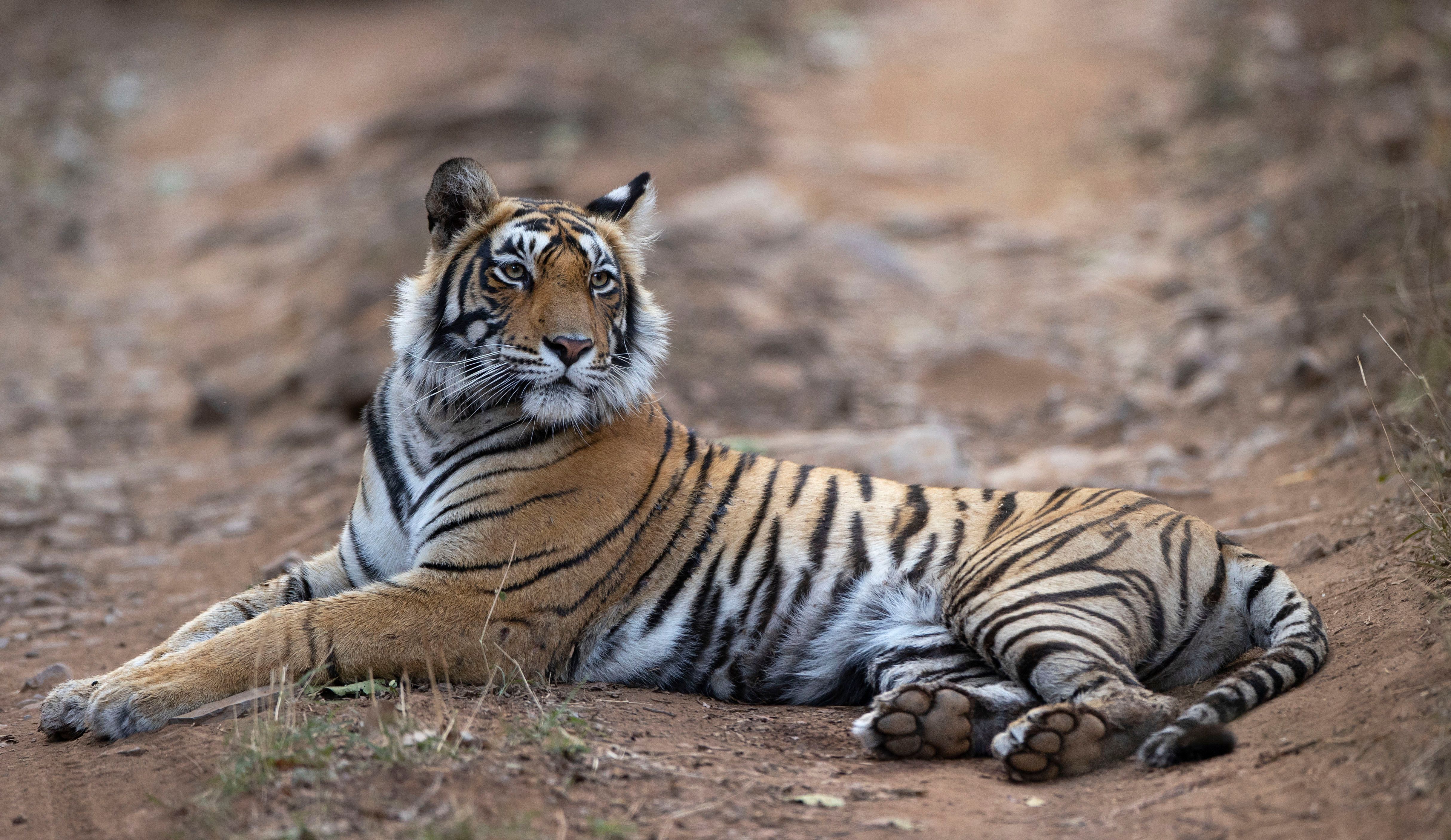 Bengal tiger (Panthera tigris). Ranthambore National Park, INDIA BENGAL TIGER