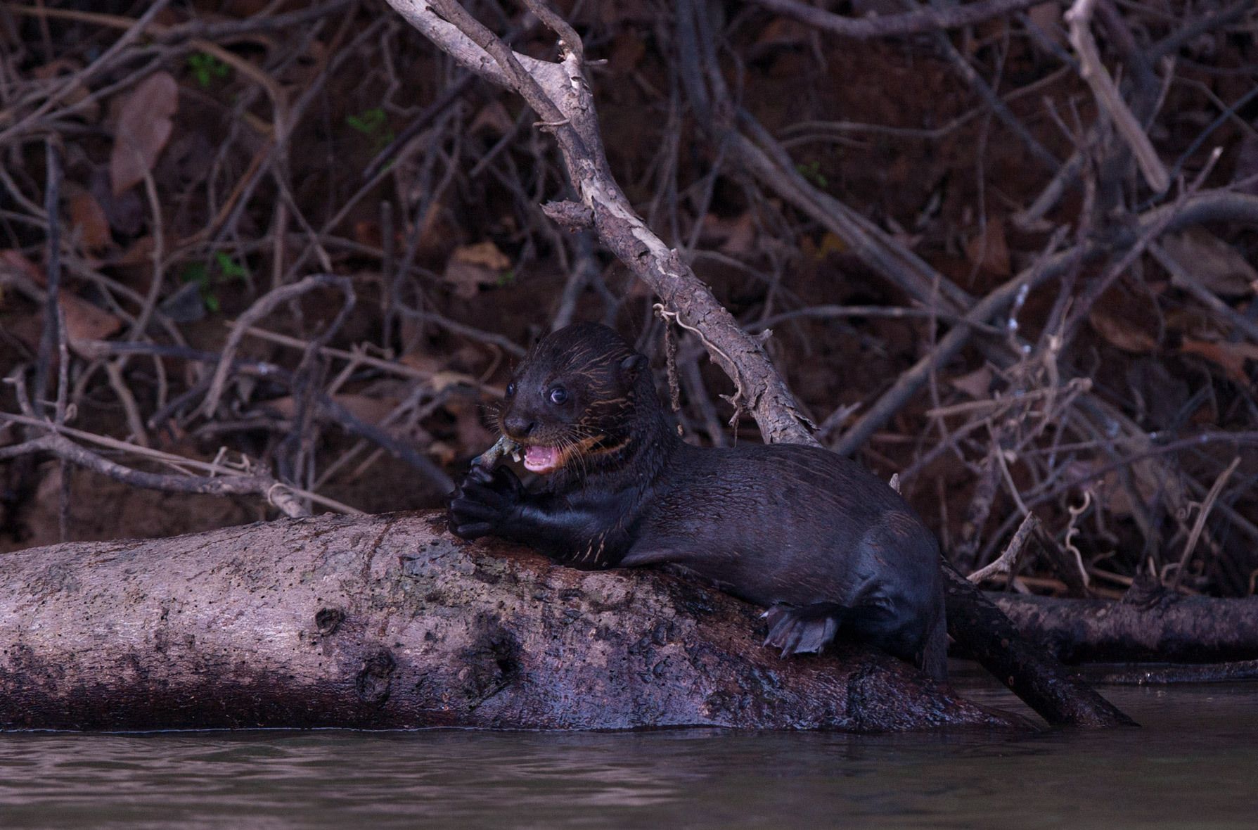Giant River Otter