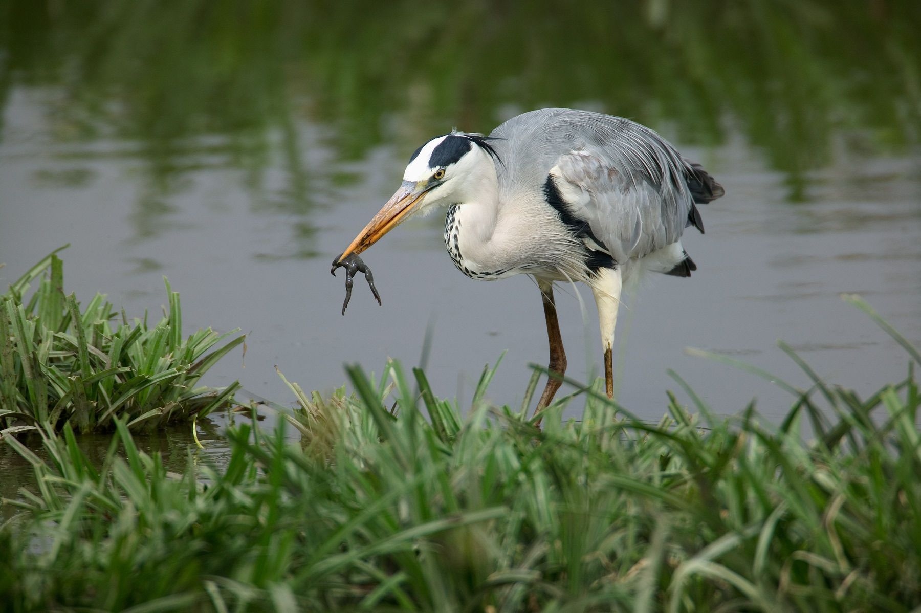 1herron_with_frog_mf