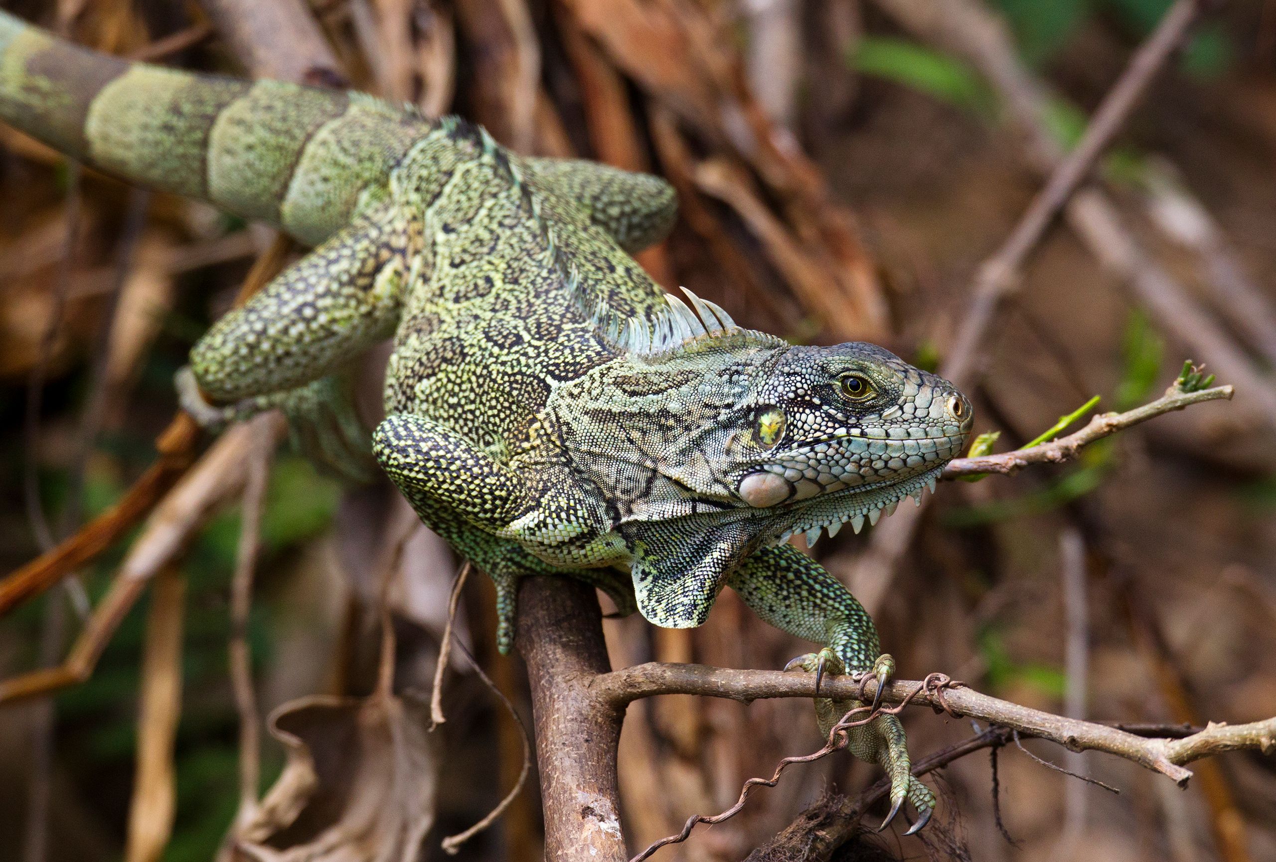 Green Iguana