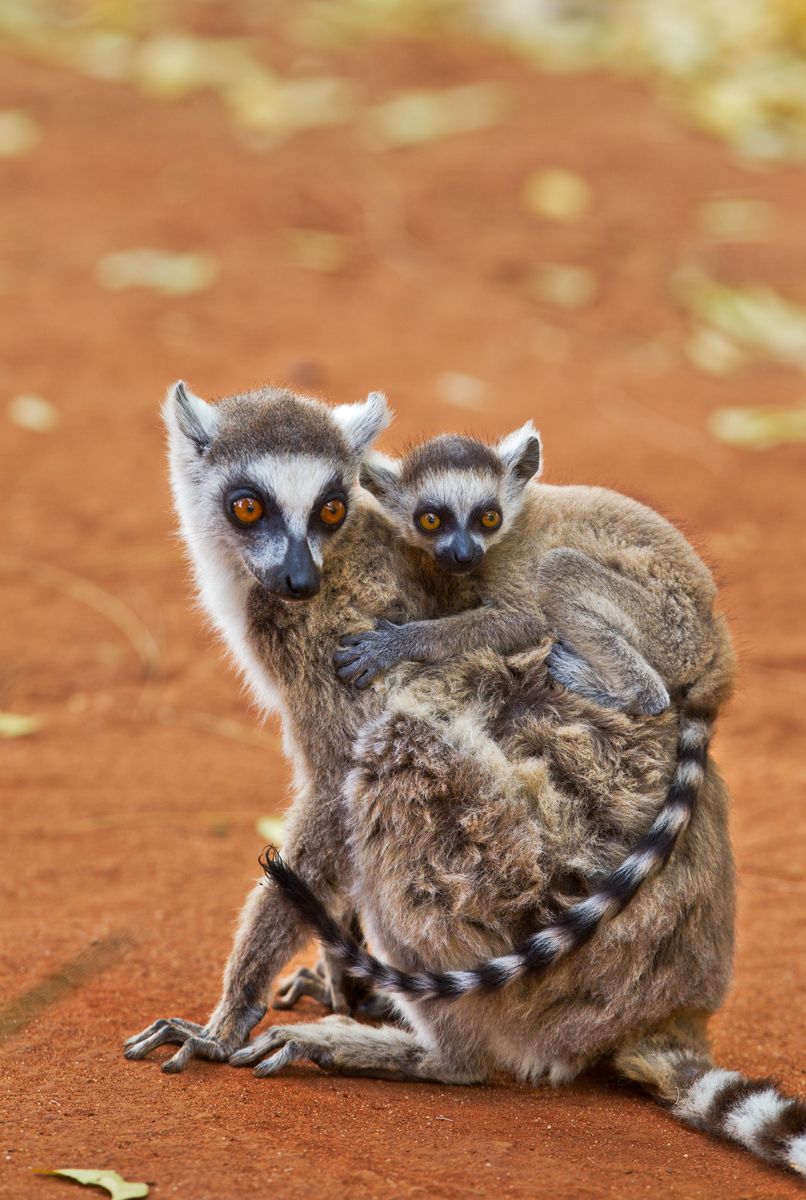 1ringtail_and_young5